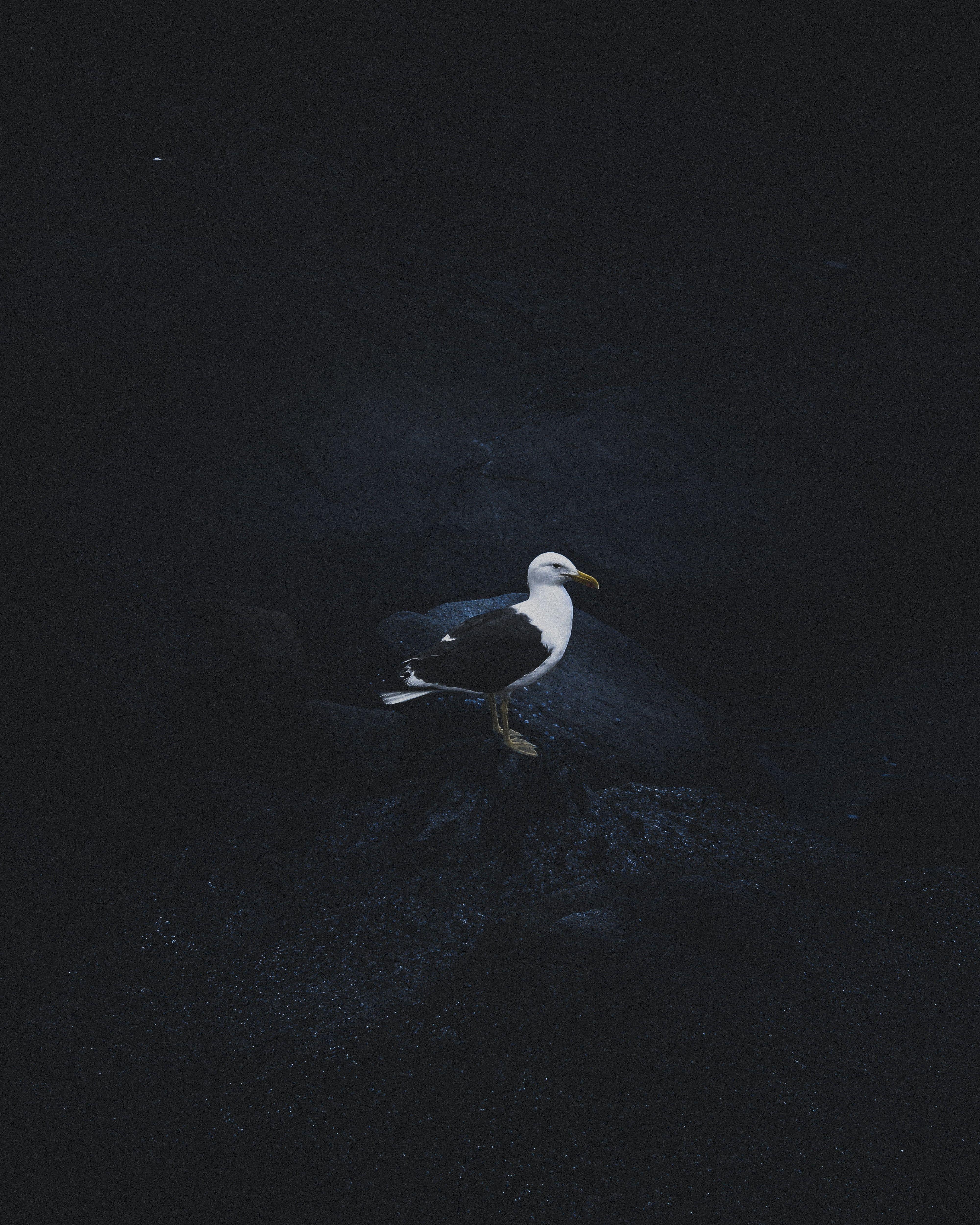 4000x5000 Black and white seagull HD wallpaper