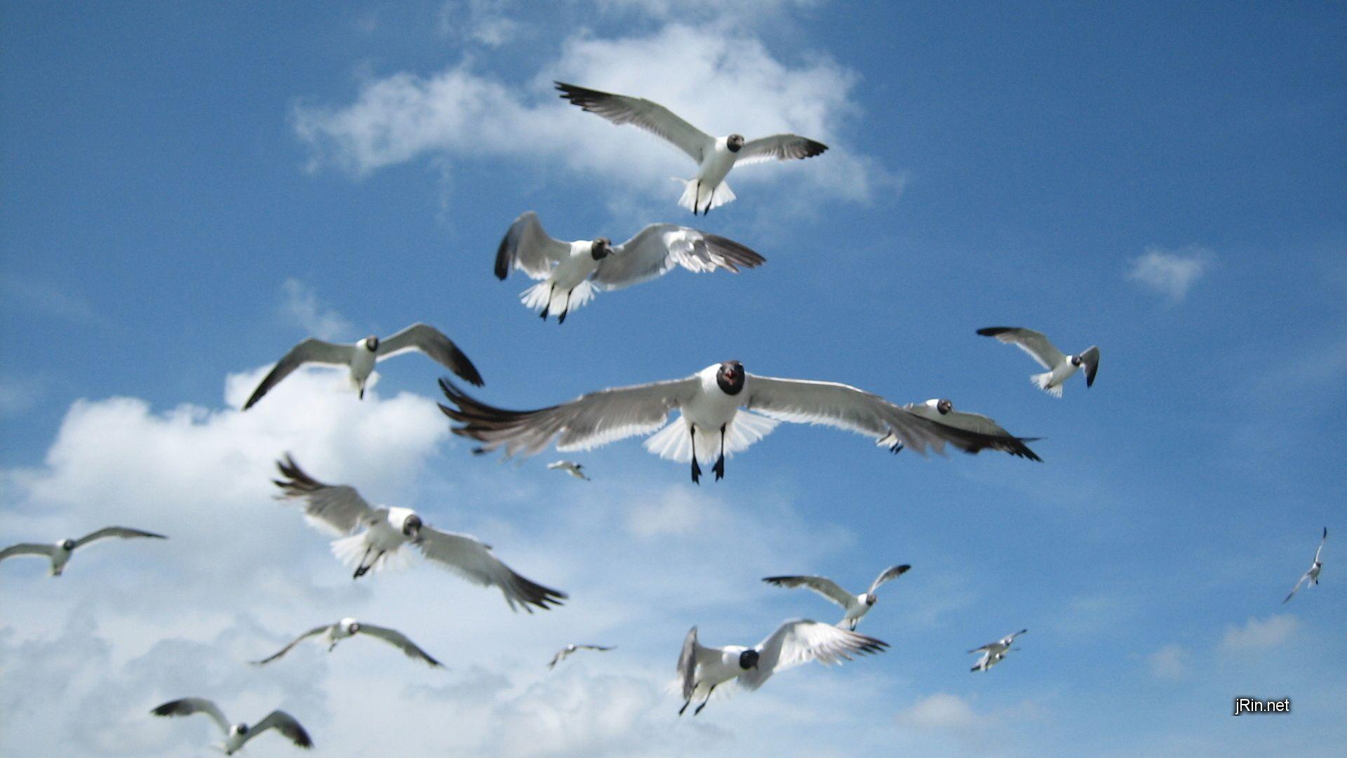 Seagull Wallpapers - Top Free Seagull Backgrounds - WallpaperAccess