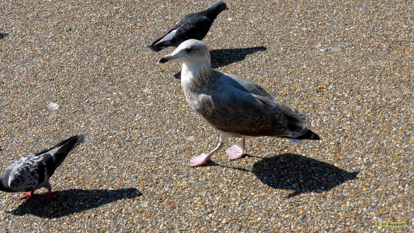 1600x900 Seagull's HD Wallpaper
