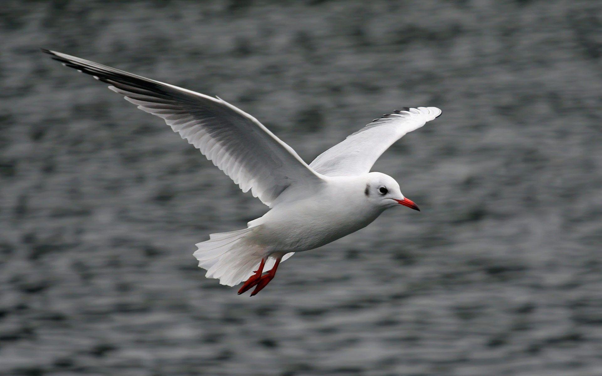 1920x1200 Seagull Bird Wallpaper, Nice Seagull Bird, 1920x