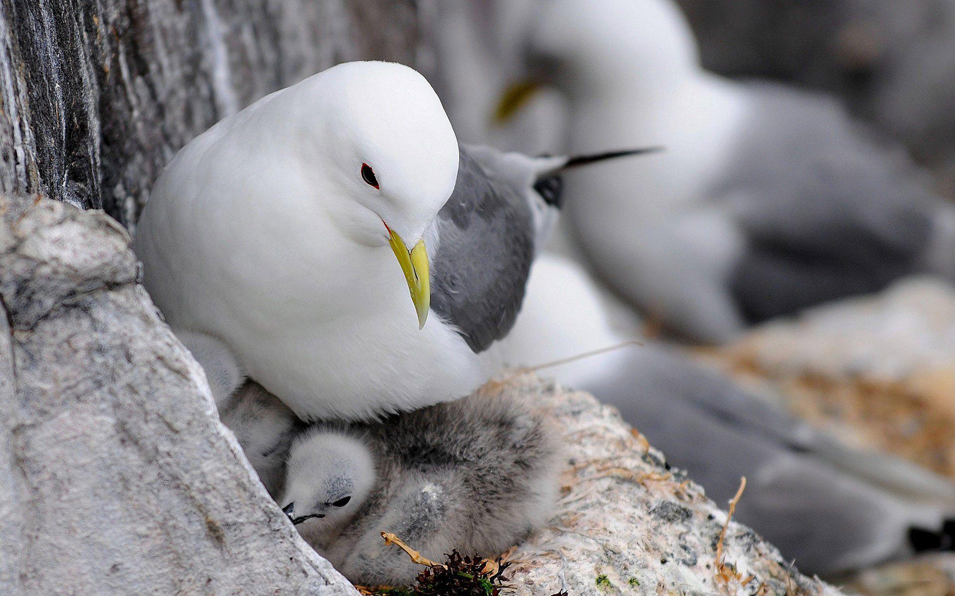 1920x1200 animals, Bird, Gull, Seagull, Chicks, Feathers, Mother, Love