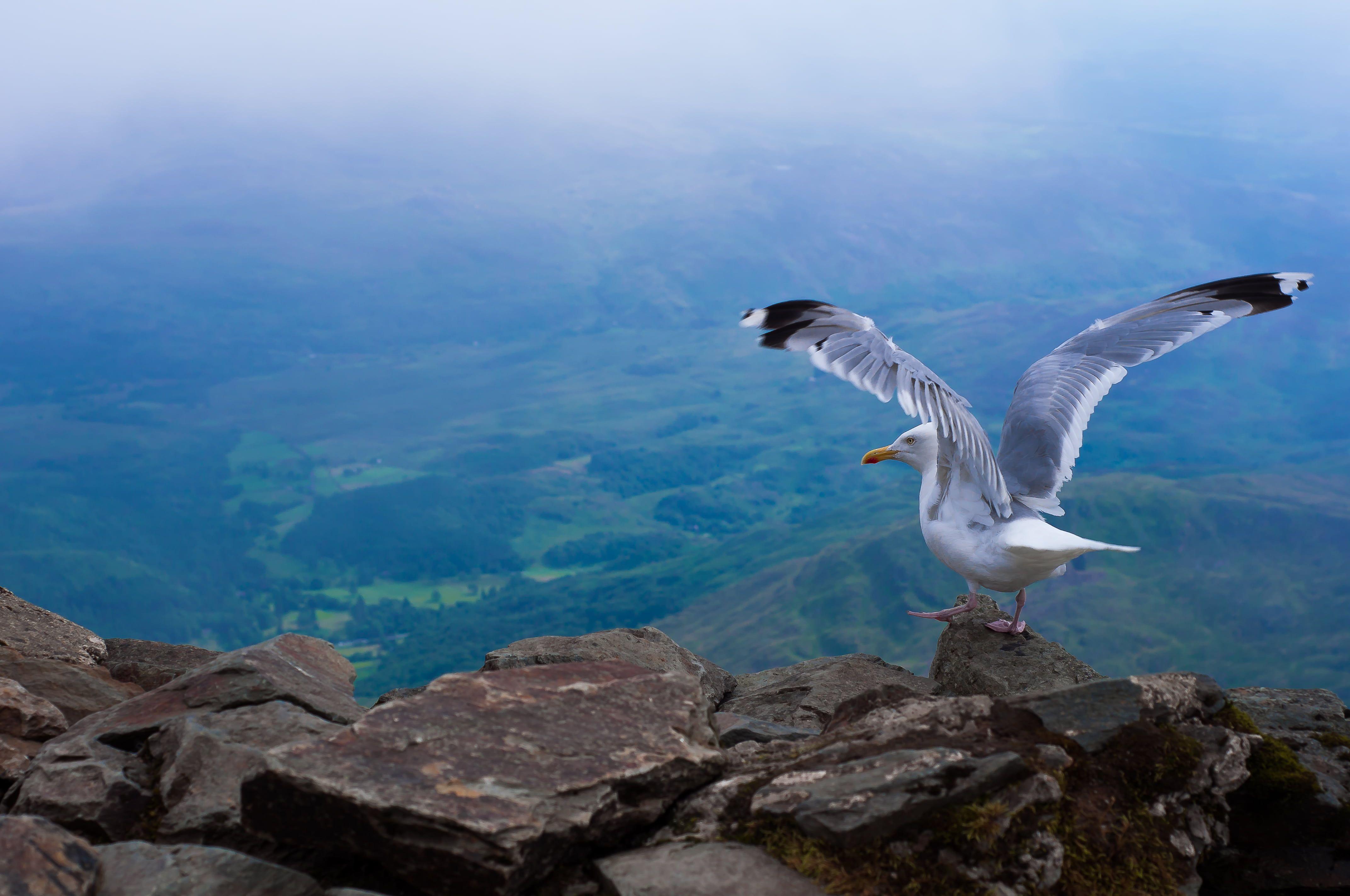 4288x2848 Seagull on black rock formation, larus argentatus HD wallpaper