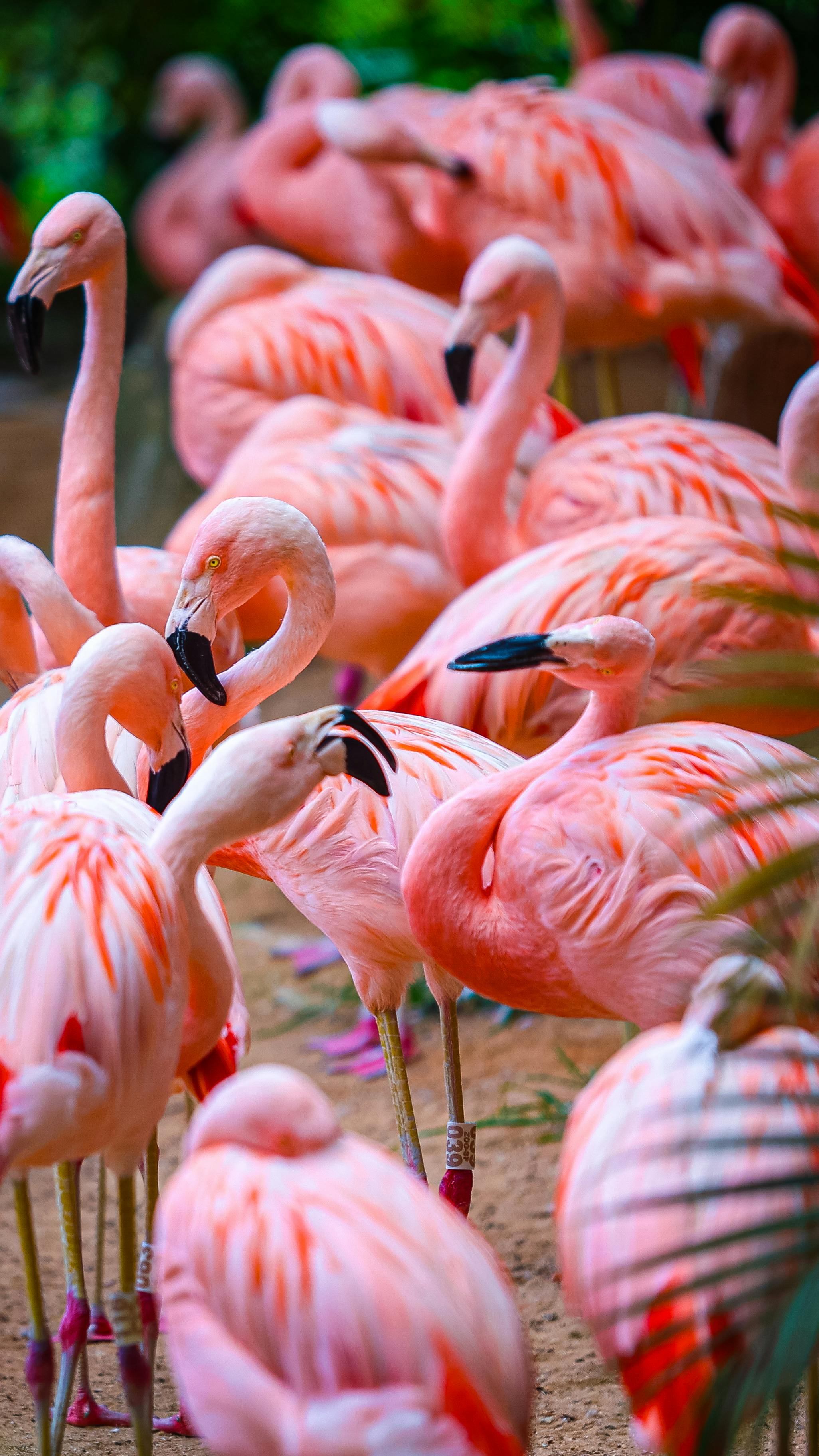 2052x3648 Vibrant Flock of Flamingos in Natural Habitat · Free