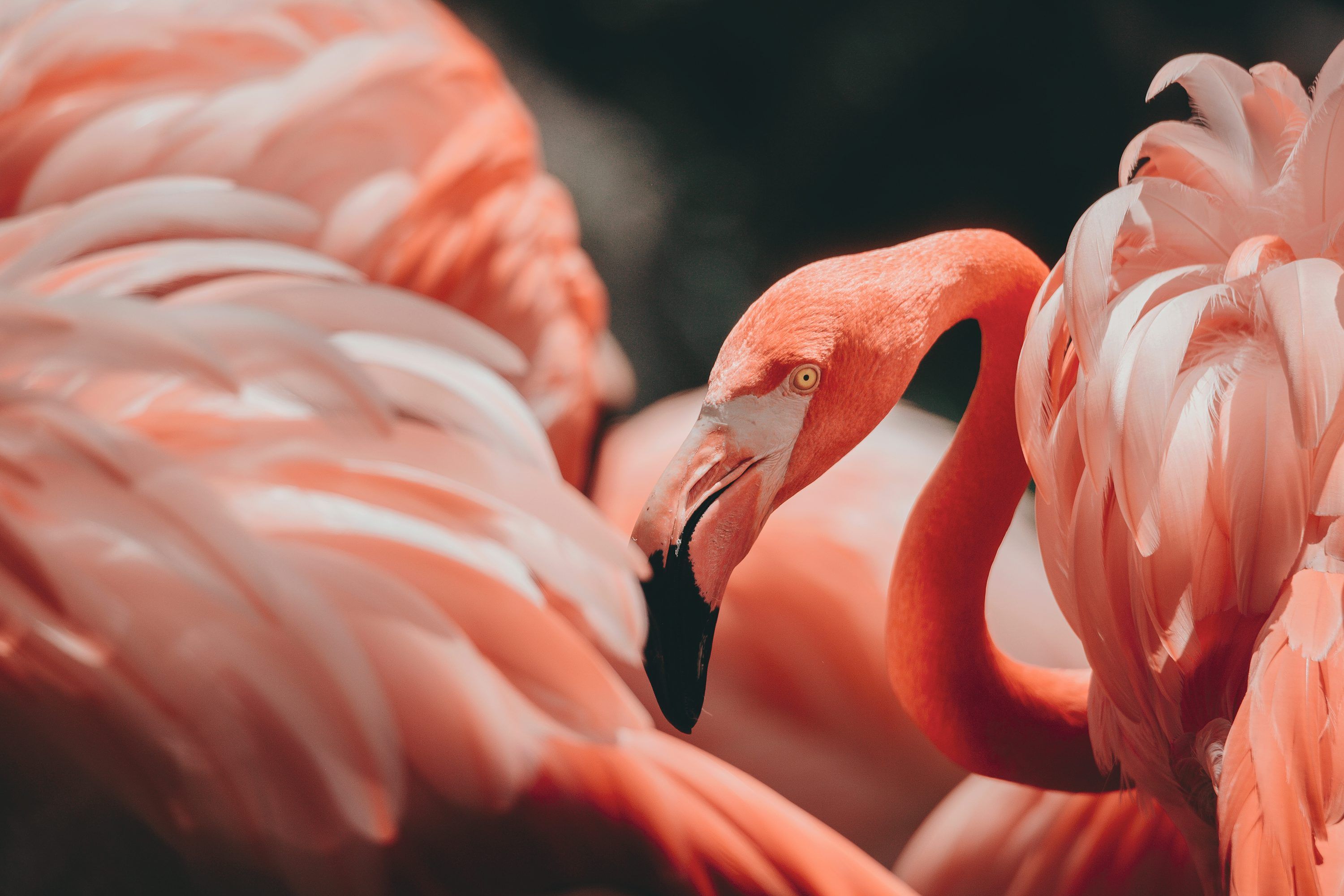 3000x2000 Pink flamingos photo