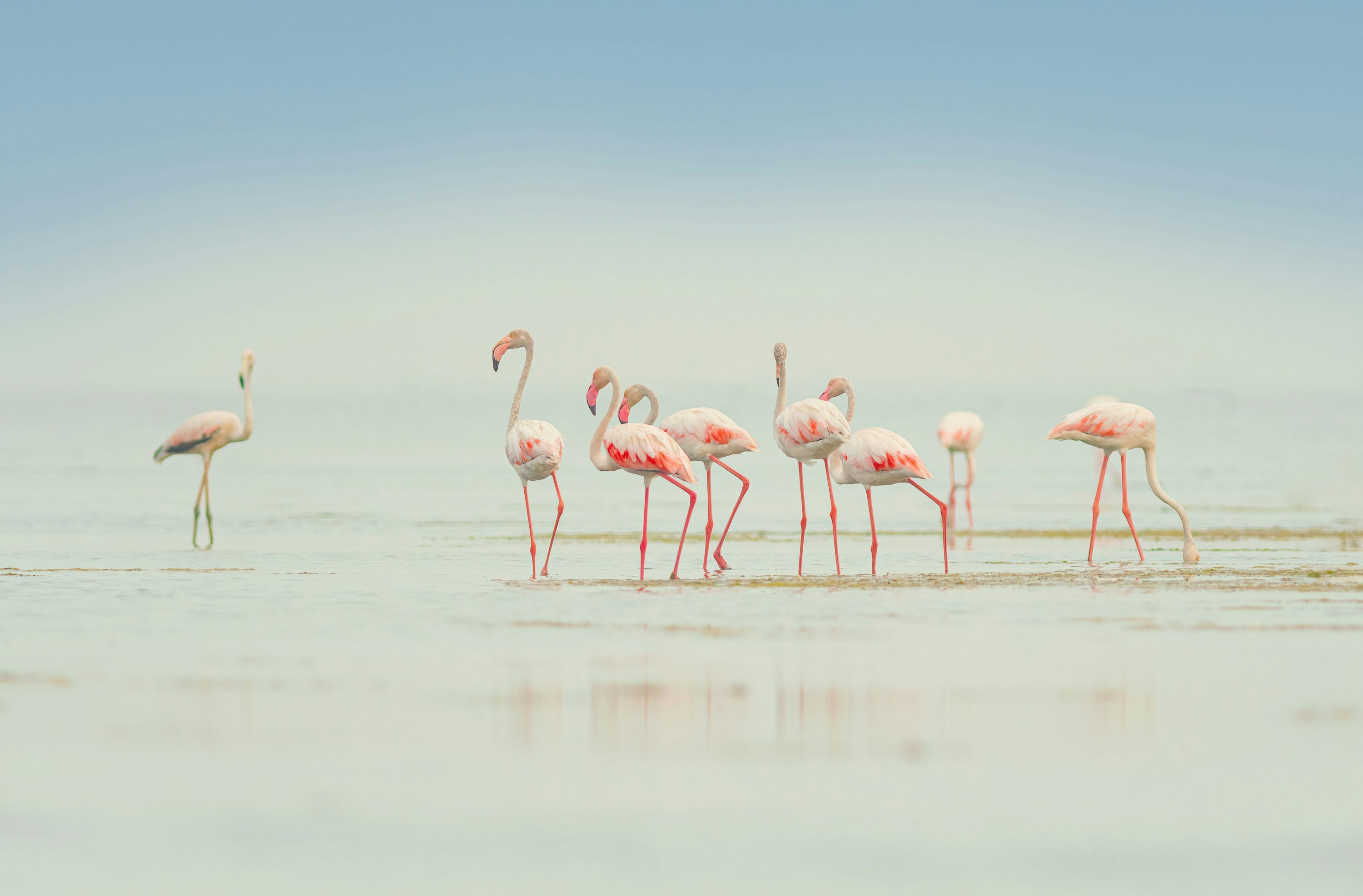 3000x1972 Flamingo Wallpaper: Free HD Download [4K]