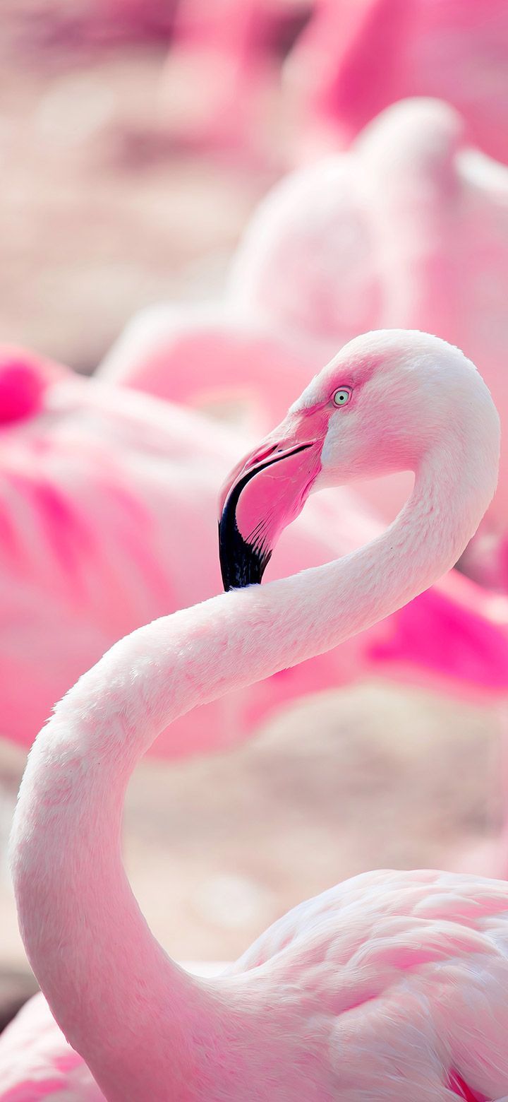 720x1560 Aesthetic pink flamingo bird wallpaper. Flamingo painting, Flamingo wallpaper, Pink flamingos birds