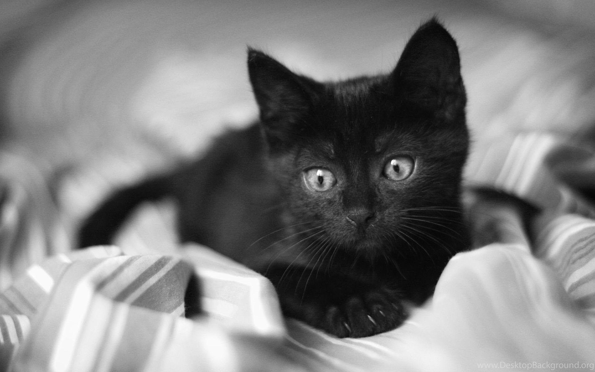 Cute Black Cat Wallpapers - Top Free Cute Black Cat Backgrounds - WallpaperAccess