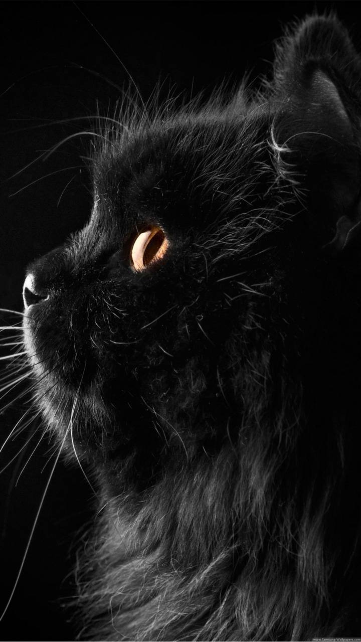 720x1280 HD Cute black Cat wallpaper