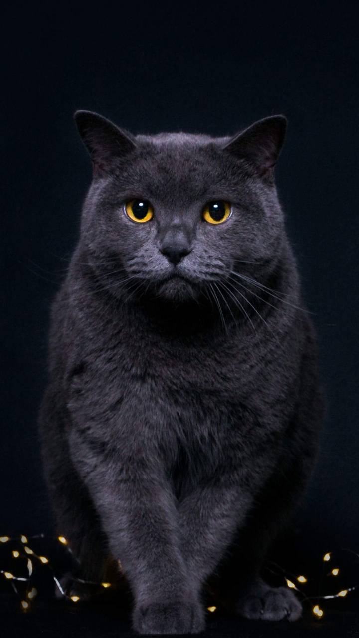 720x1280 Black cat wallpaper