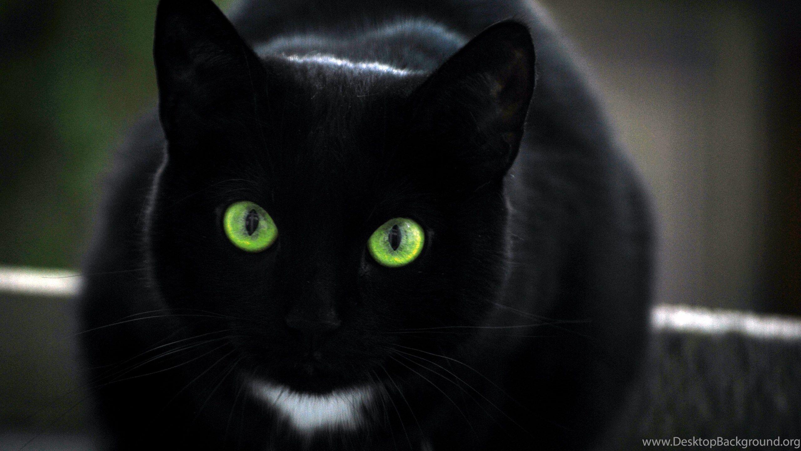 Cute Black Cat Wallpapers Top Free Cute Black Cat Backgrounds