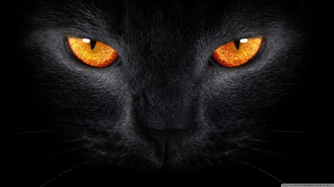 1366x768 Cool Black Cat Image in 4K Ultra HD