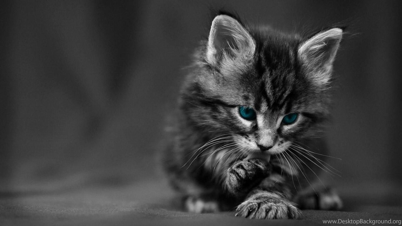 1366x768 Cute Black Cat Desktop Wallpaper Desktop Background