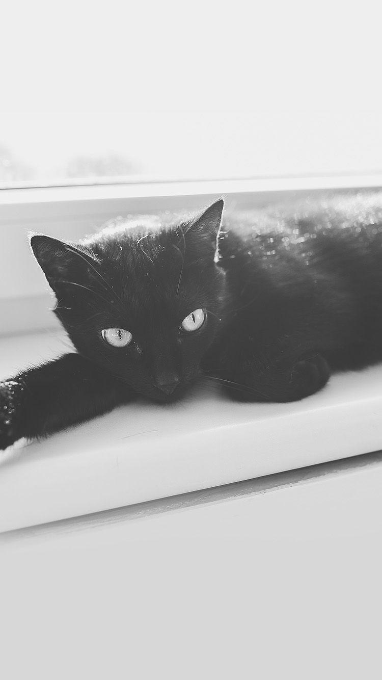 750x1334 iPhone wallpaper. black cat animal cute watching