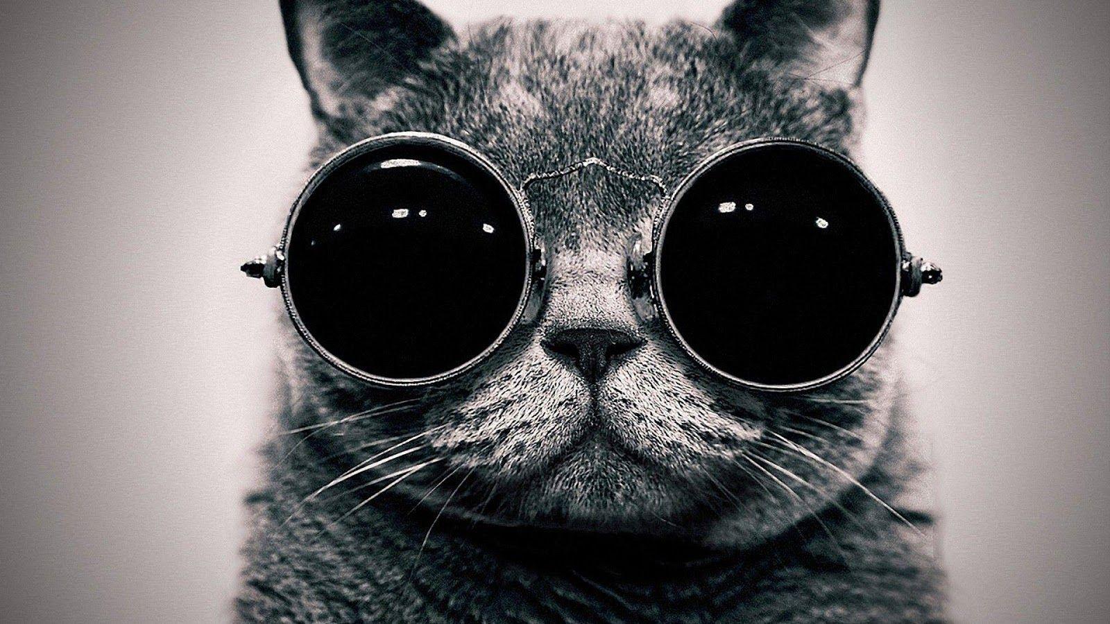 1600x900 Cute Black Cat Wallpaper HD