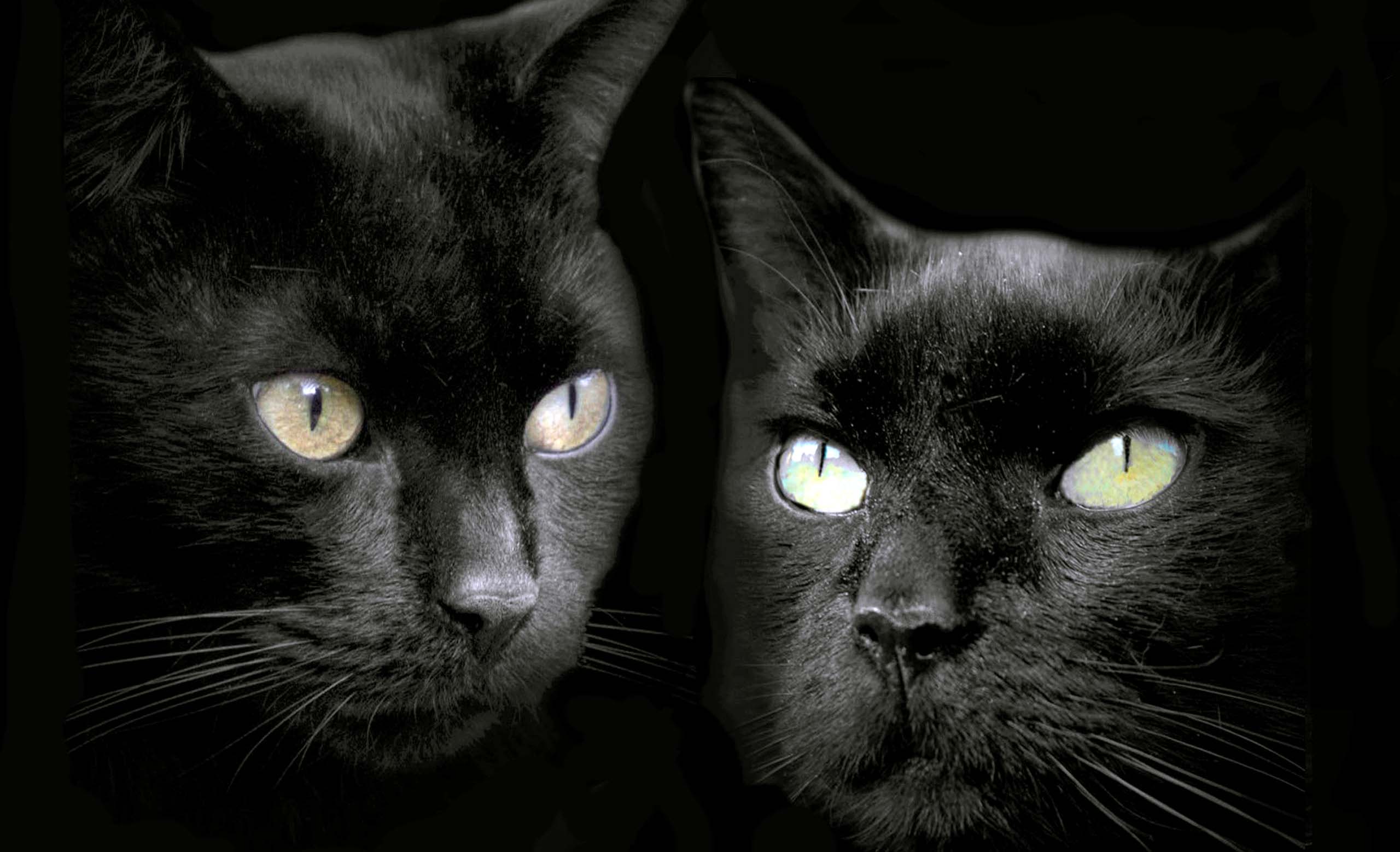 Cute Black Cat Wallpapers - Top Free Cute Black Cat Backgrounds - WallpaperAccess