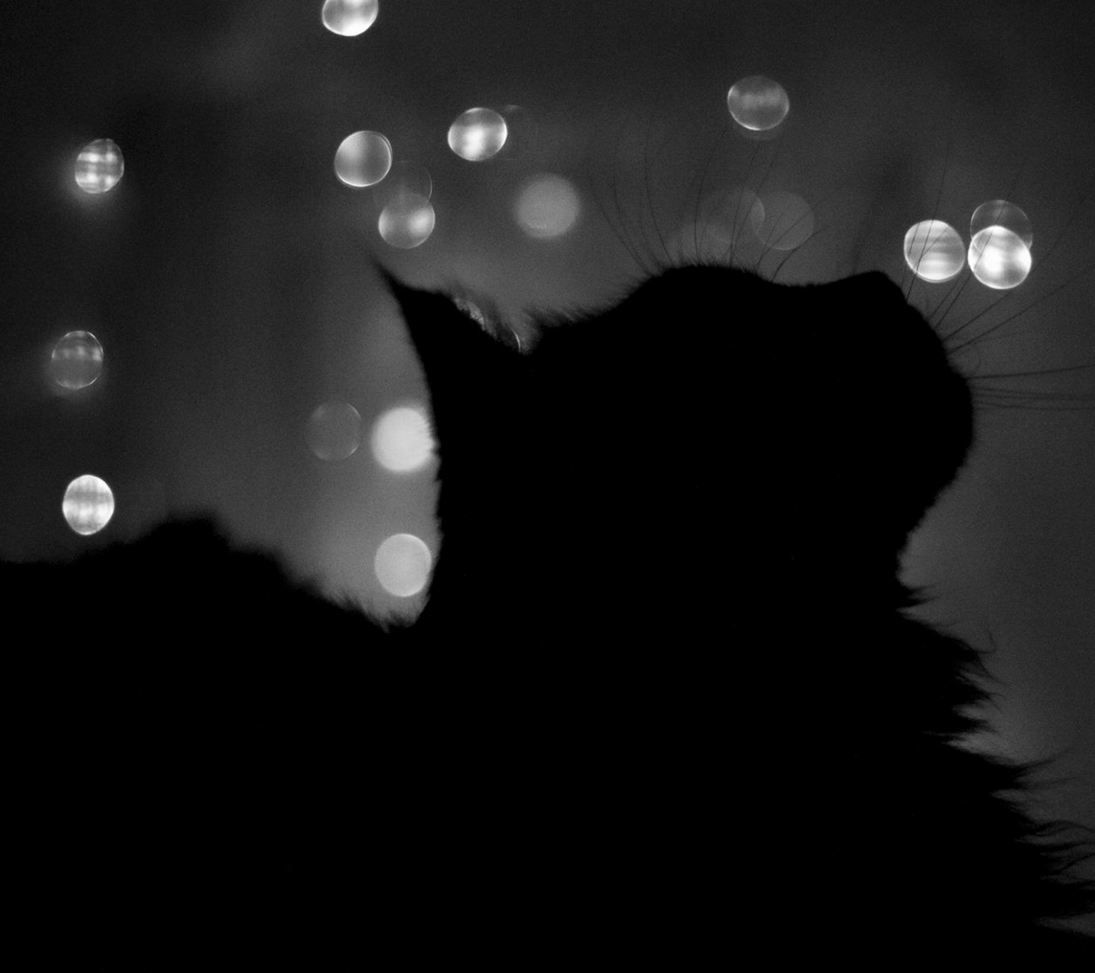 1552x1379 Cute Black Cats Kittens Image Wallpaper, Image Whatsapp