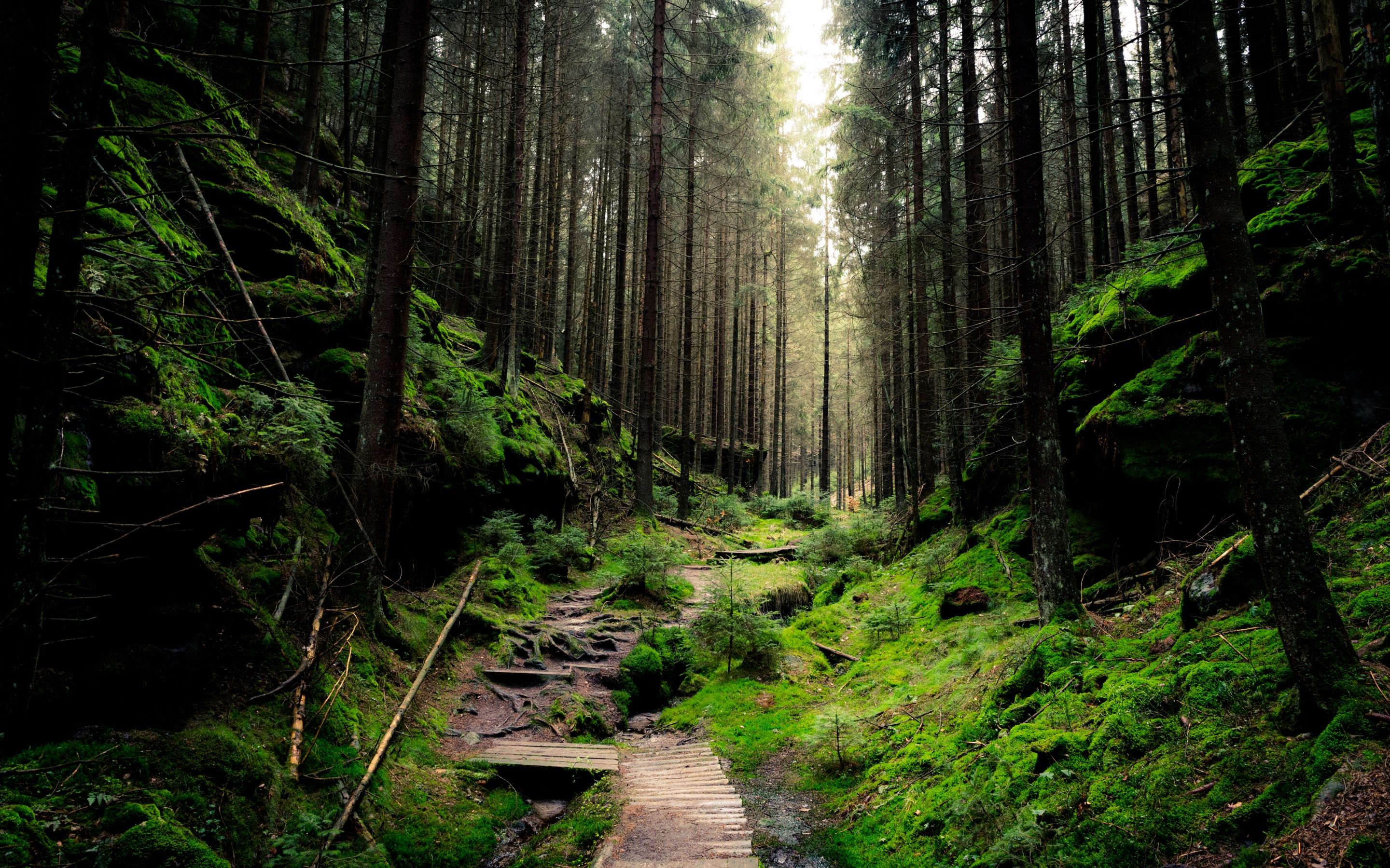 2880x1800 Saxon Switzerland National Park Wallpaper 4K, Forest, Daylight, Green