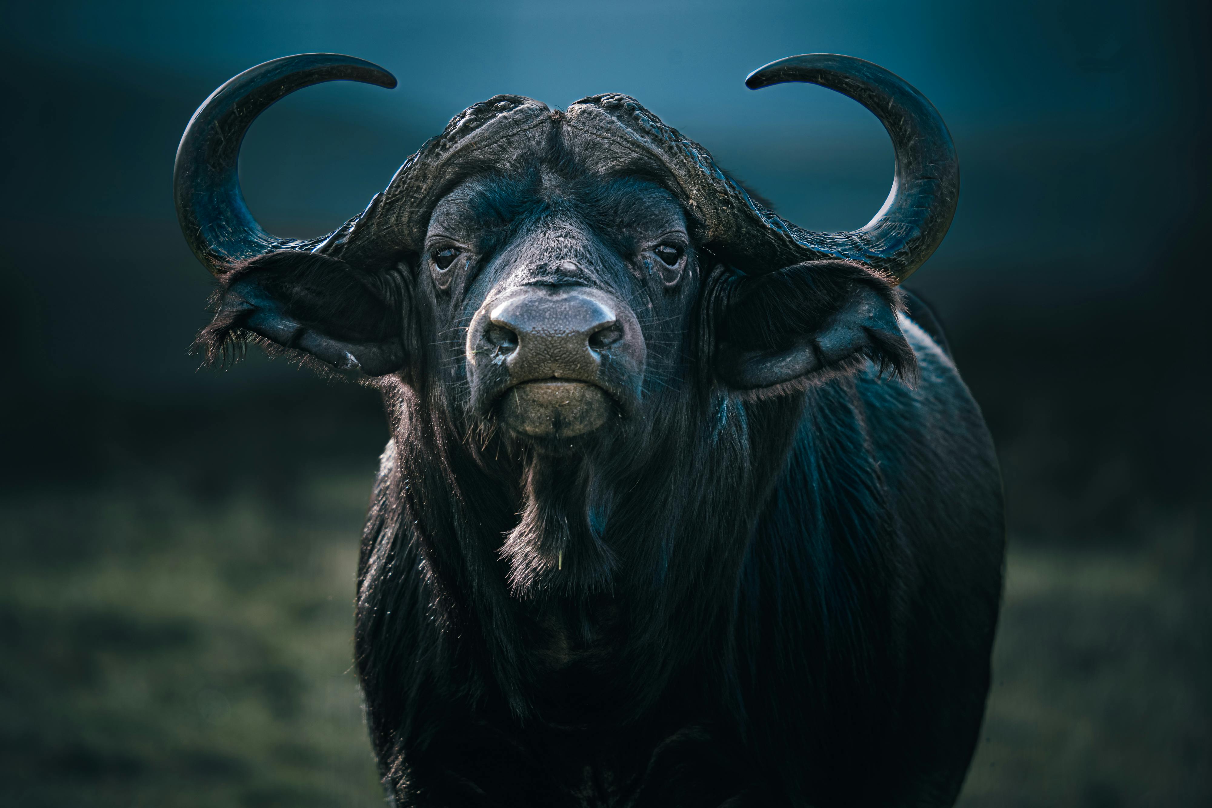 4000x2667 Staredown · Free
