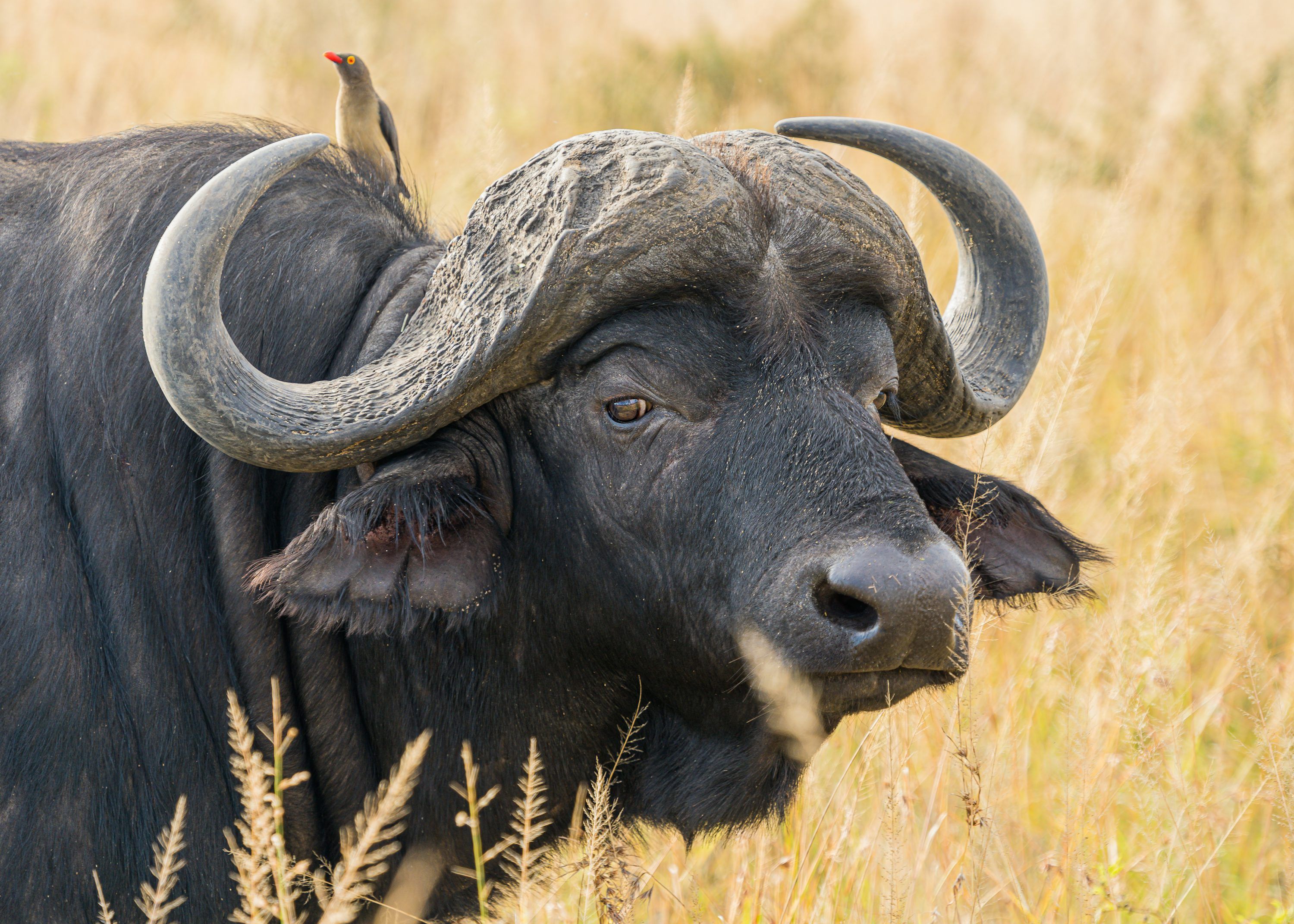 3000x2143 Cape Buffalo Picture. Download Free Image