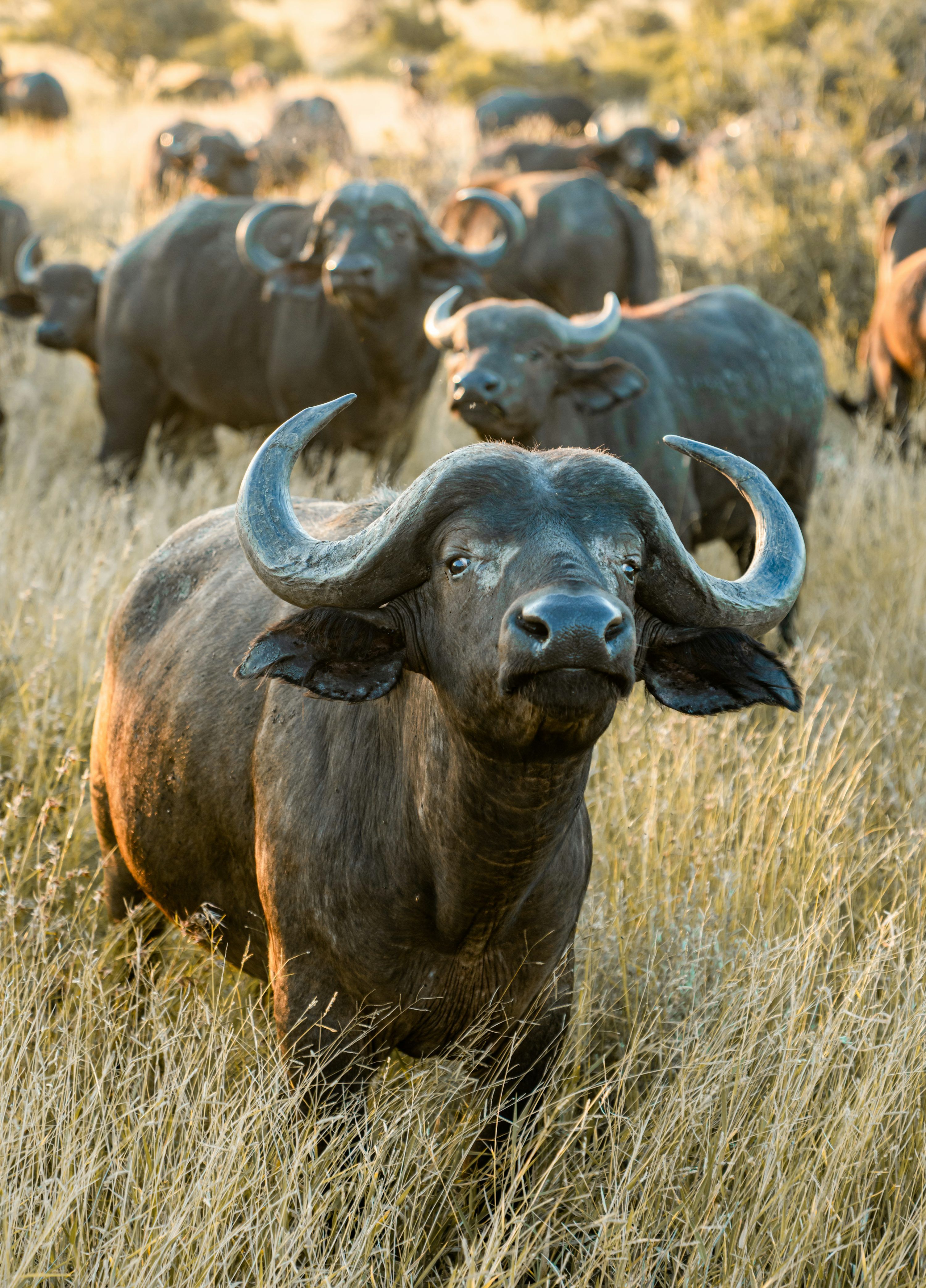 3000x4171 African Buffalo Picture. Download Free Image