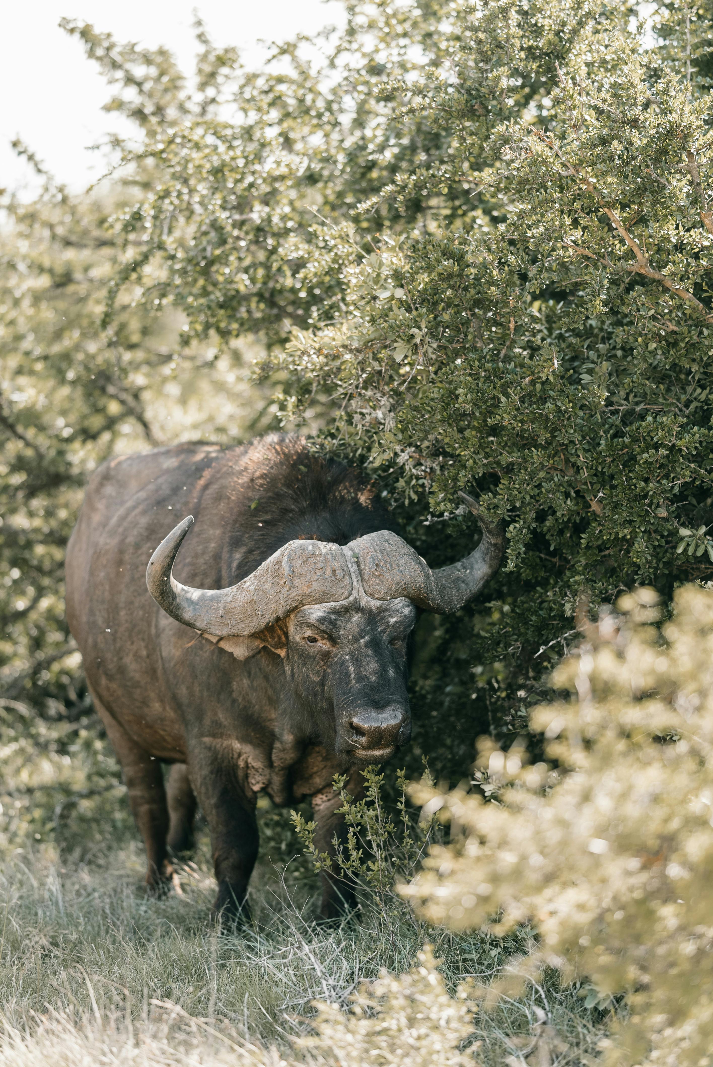2832x4240 Photo of an African Buffalo · Free