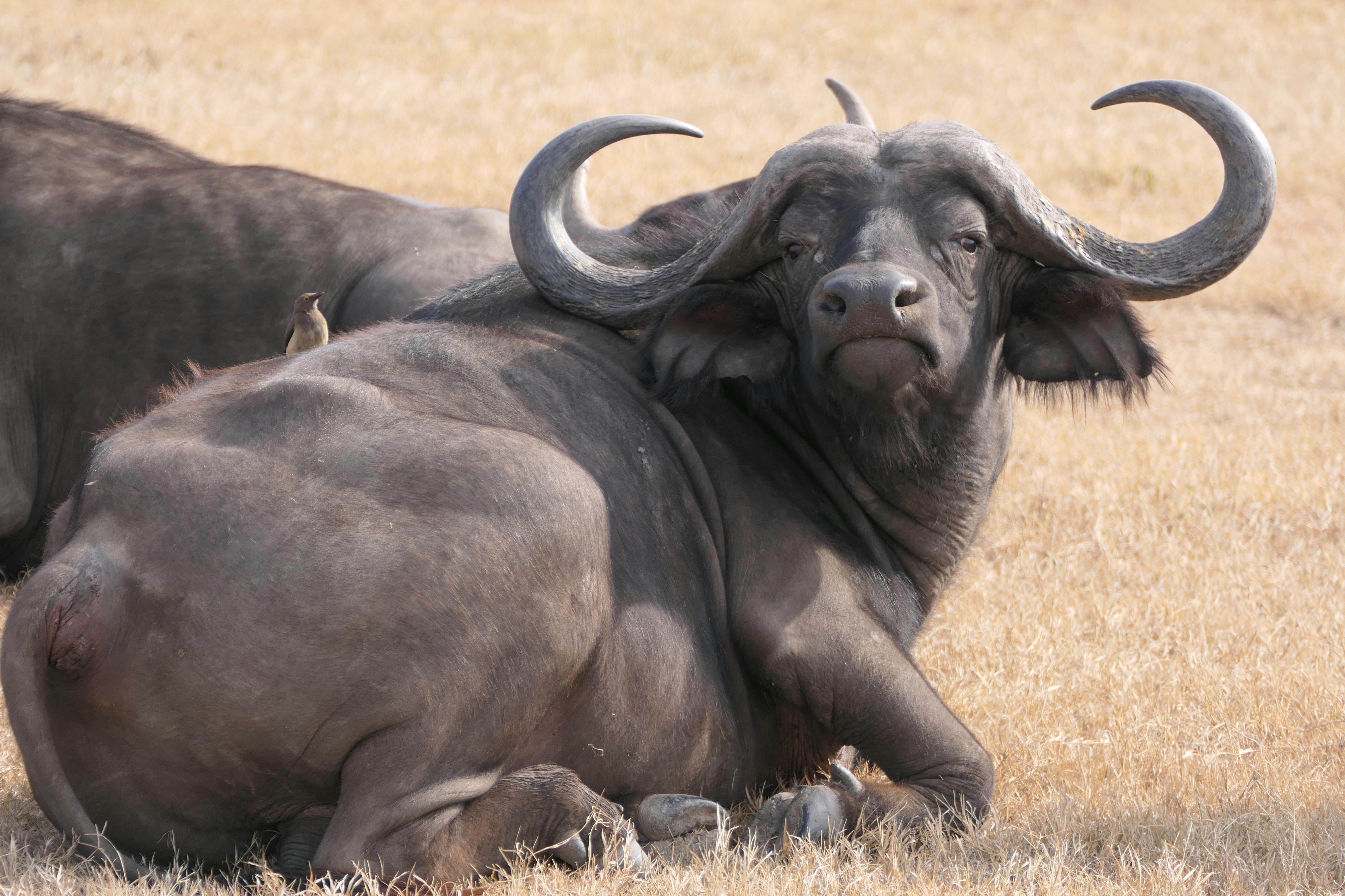 5472x3648 African Buffalo Lying Down · Free