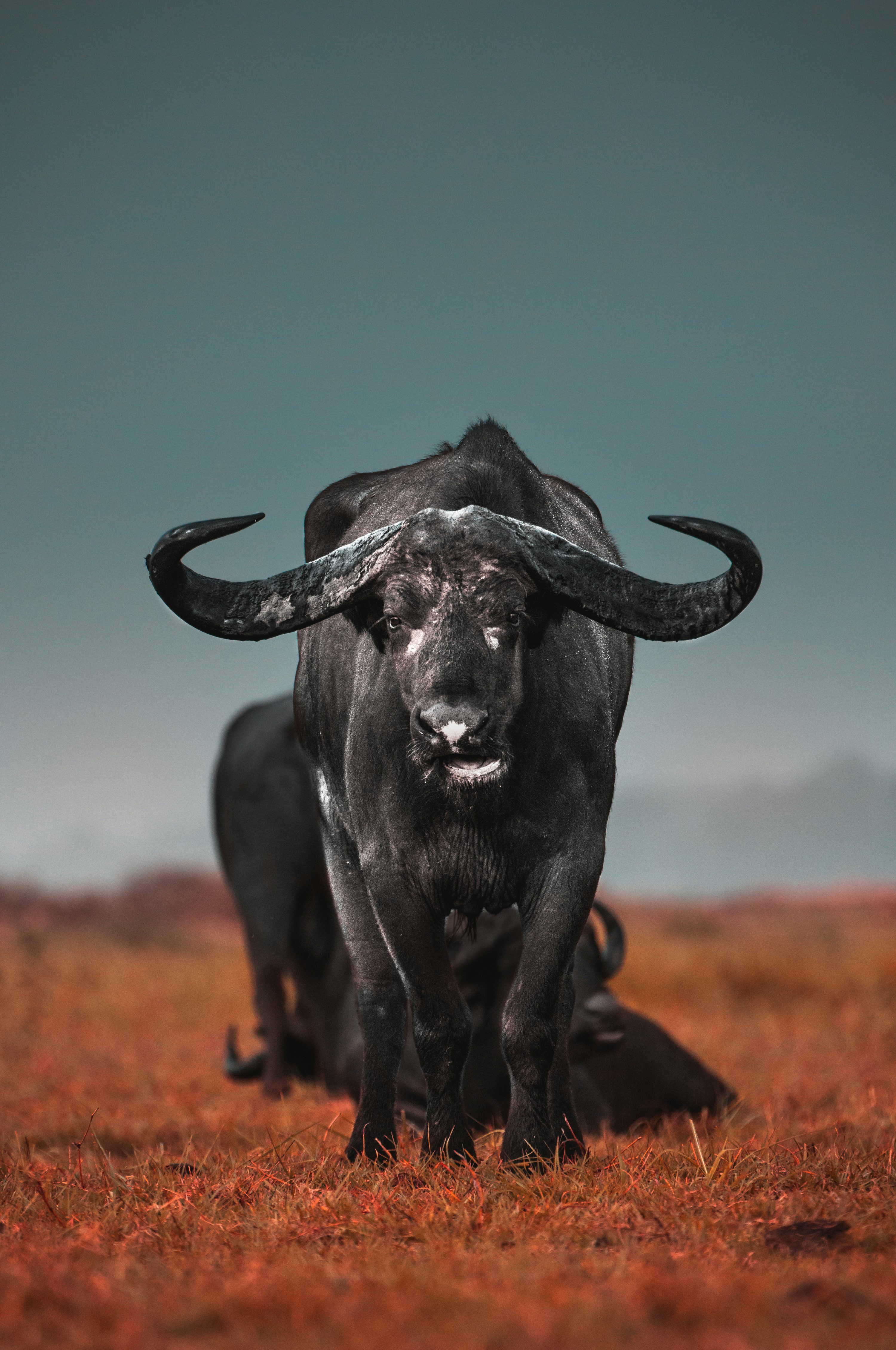 3000x4521 Black water buffalo on brown field during daytime photo