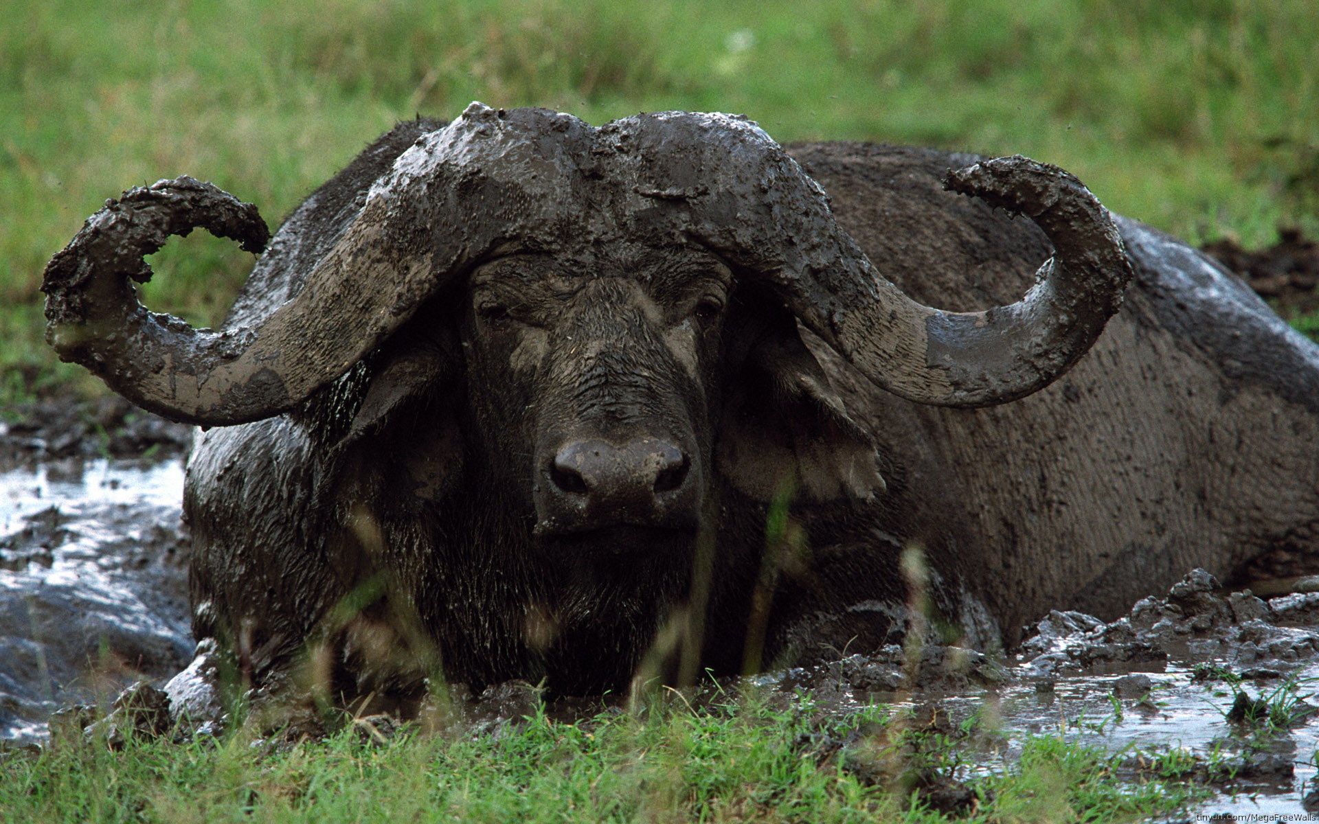 1920x1200 Majestic African Buffalo in Stunning HD Wallpaperx1200