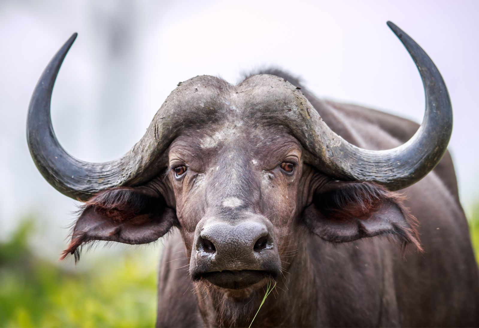 1600x1096 Cape buffalo. Weight, Size, Description, Bull, Diet, African Savanna Mammal, & Facts