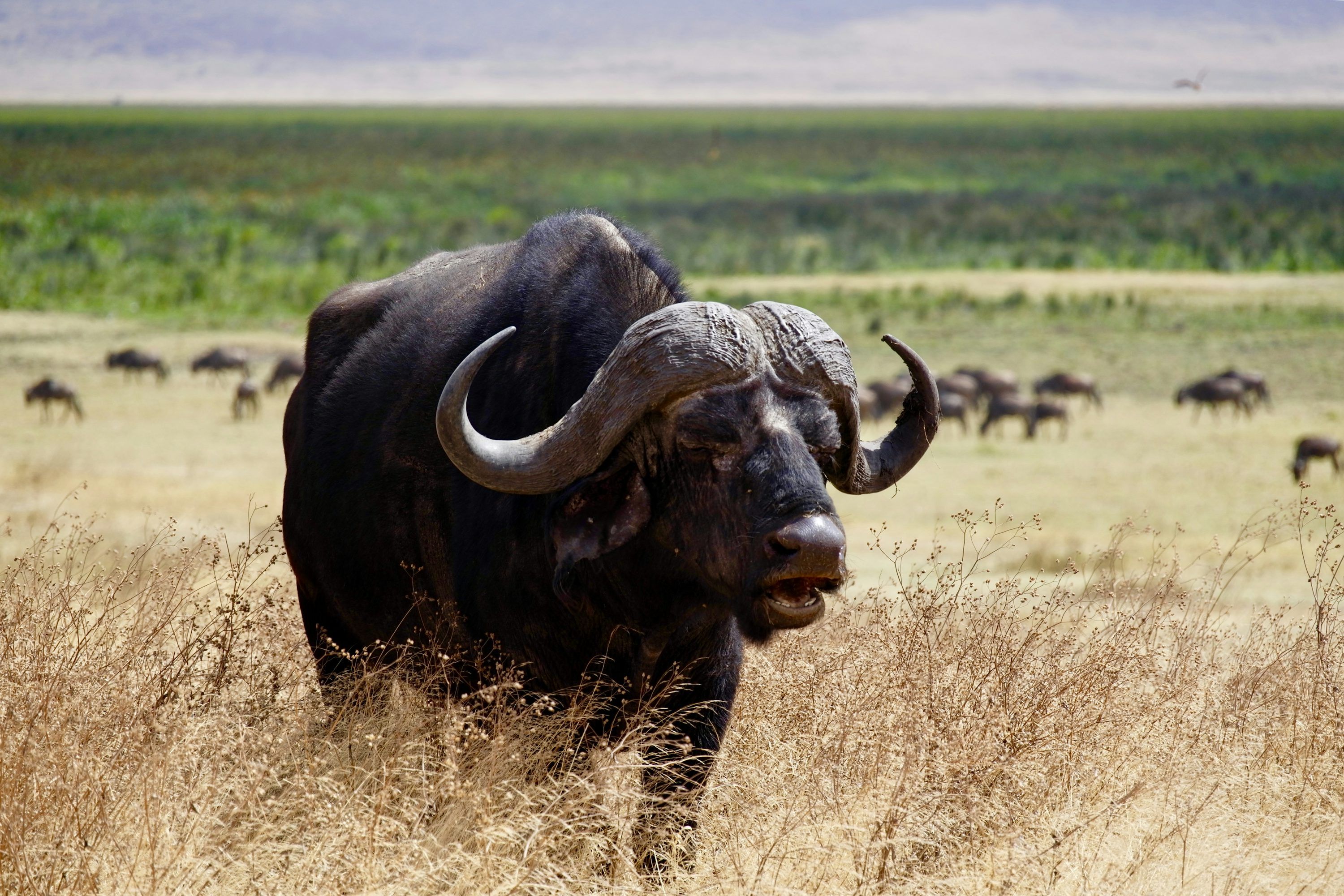 3000x2001 Black water buffalo on brown grass field photo