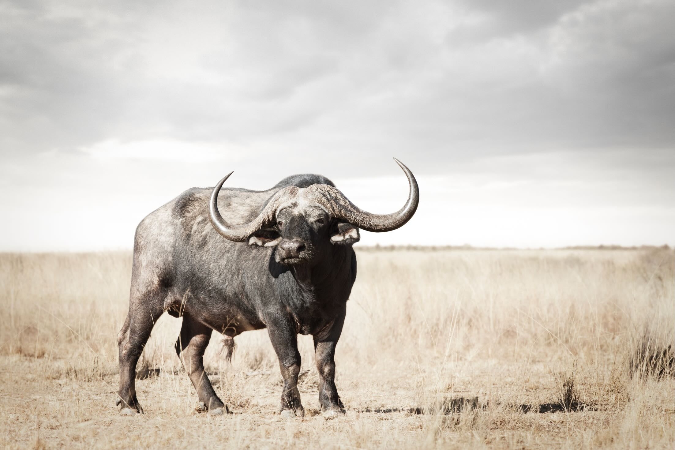 2205x1470 Broad Buffalo Wall Art ⭐️ Canvas & Framed + Many Sizes