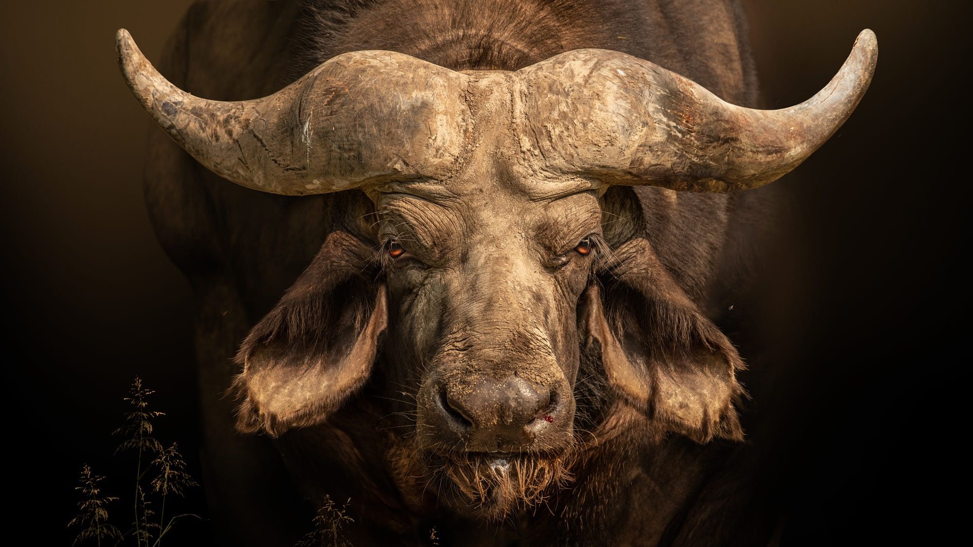 2000x1125 Download Animal African Buffalo HD Wallpaperx1125