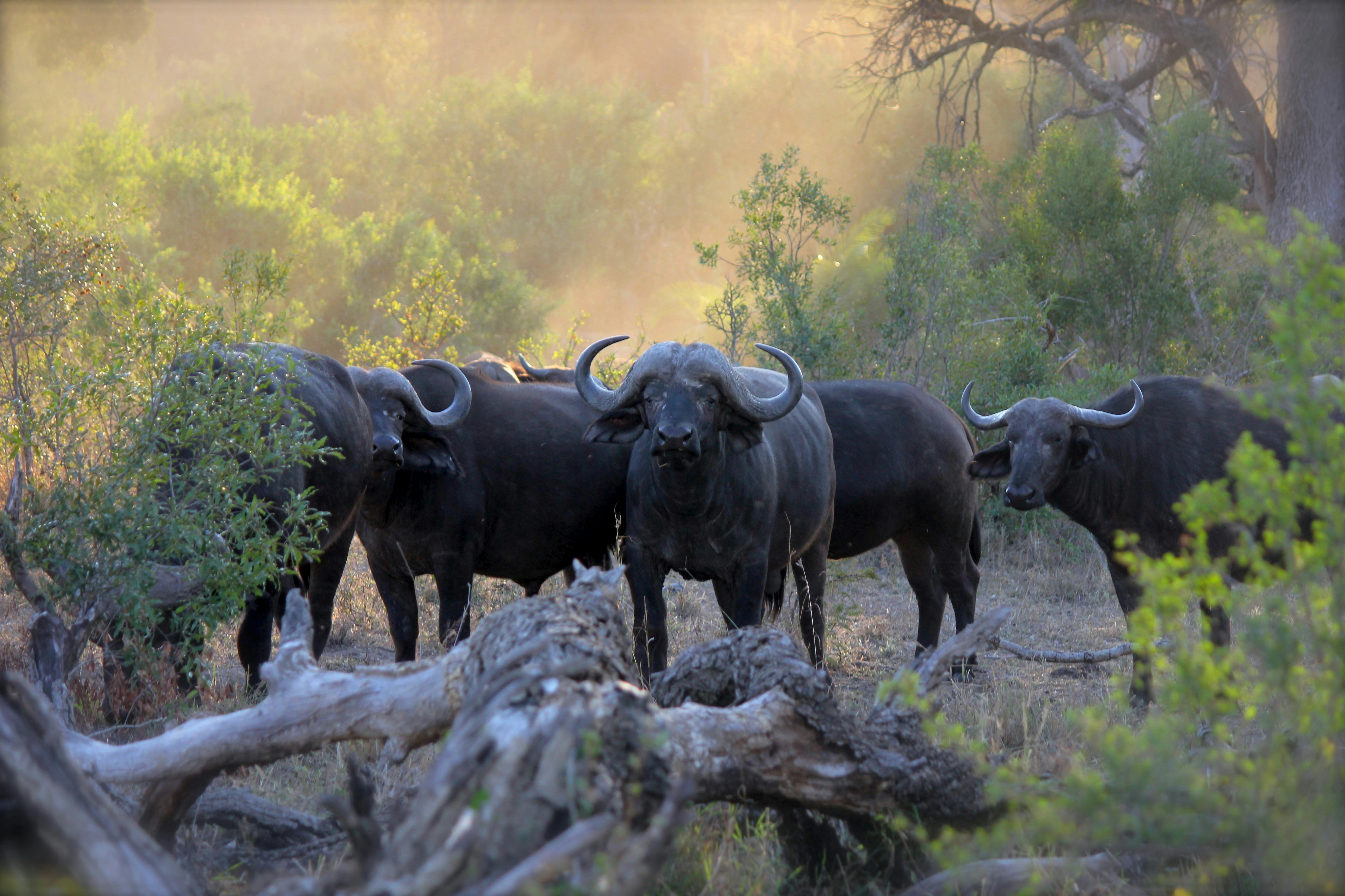 5184x3456 Herd of Black Water Buffaloes · Free