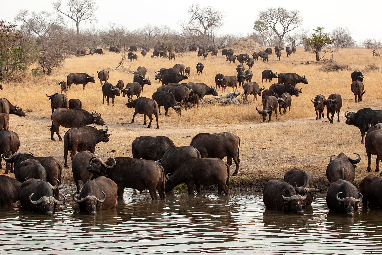 1600x1067 Cape buffalo. Weight, Size, Description, Bull, Diet, African Savanna Mammal, & Facts
