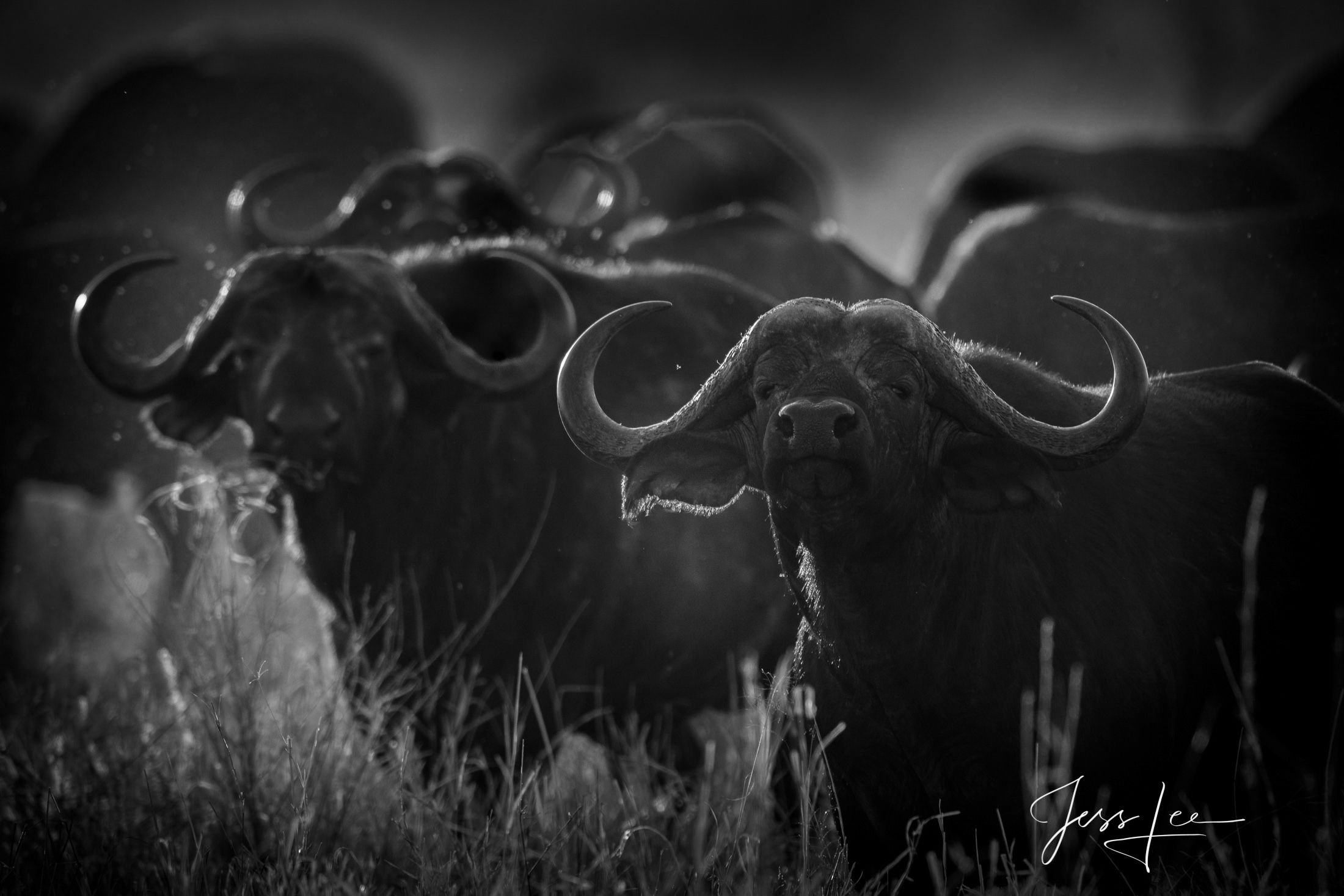 2200x1468 Cape Buffalo Herd. TARANGIRE, TANZANIA, AFRICA. Fine Art Photography