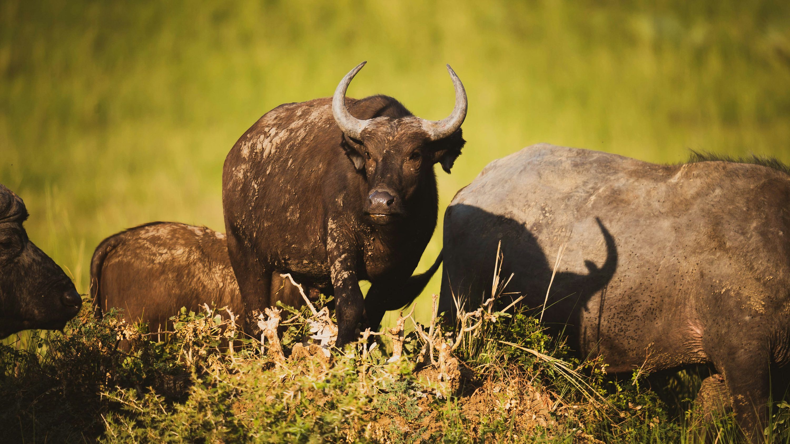 3000x1687 A herd of buffalo standing on top of a lush green field photo