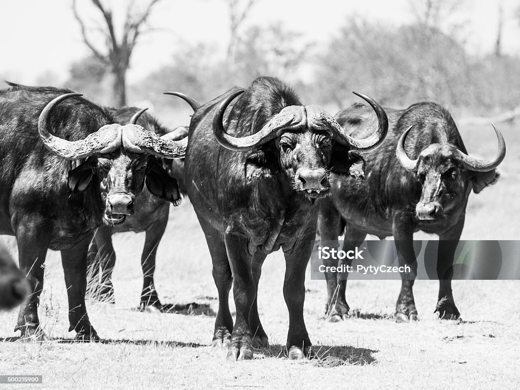 1024x768 African Buffalo Front View Image Now - Africa, African Buffalo
