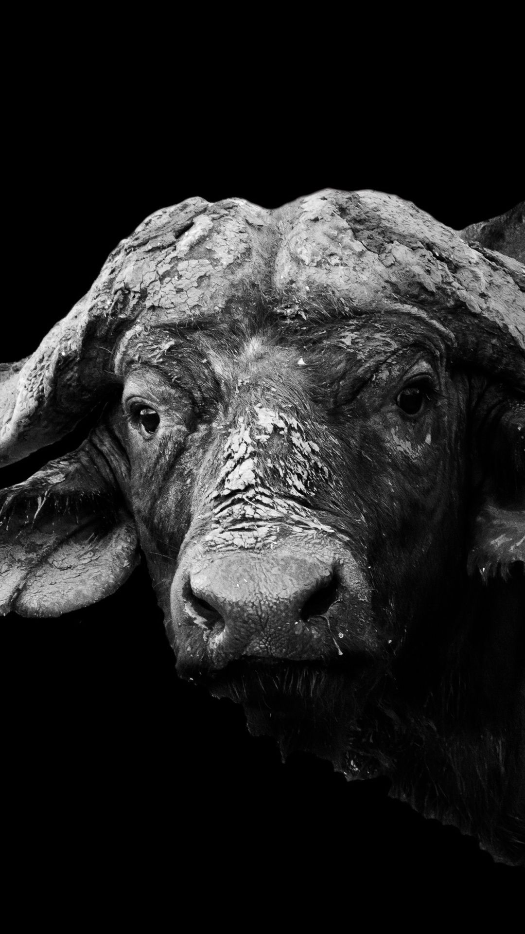 1080x1920 Mbuduma ideas. african buffalo, animal paintings, cow art