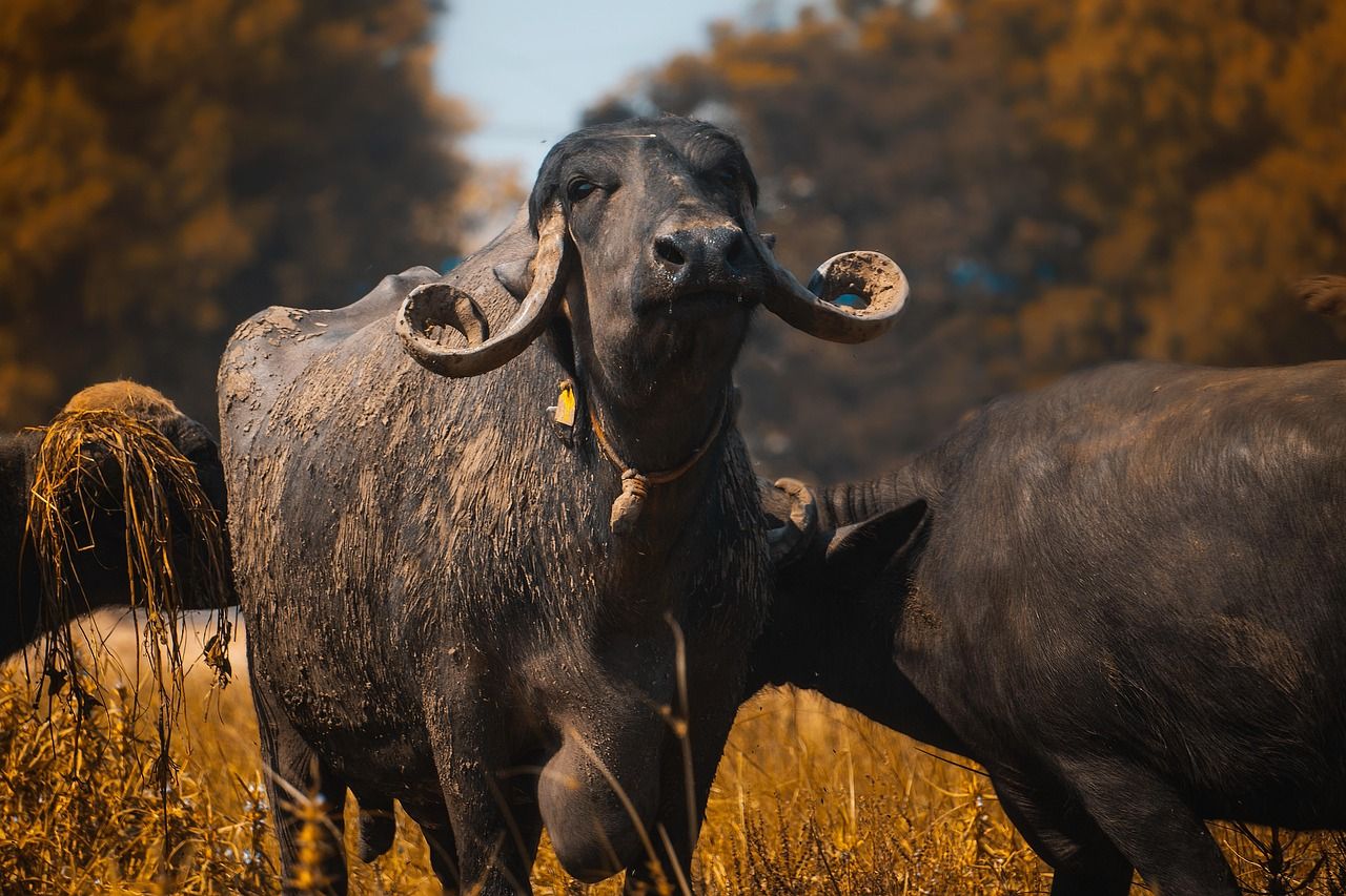1280x853 Free Murrah Buffalo & Buffalo Image