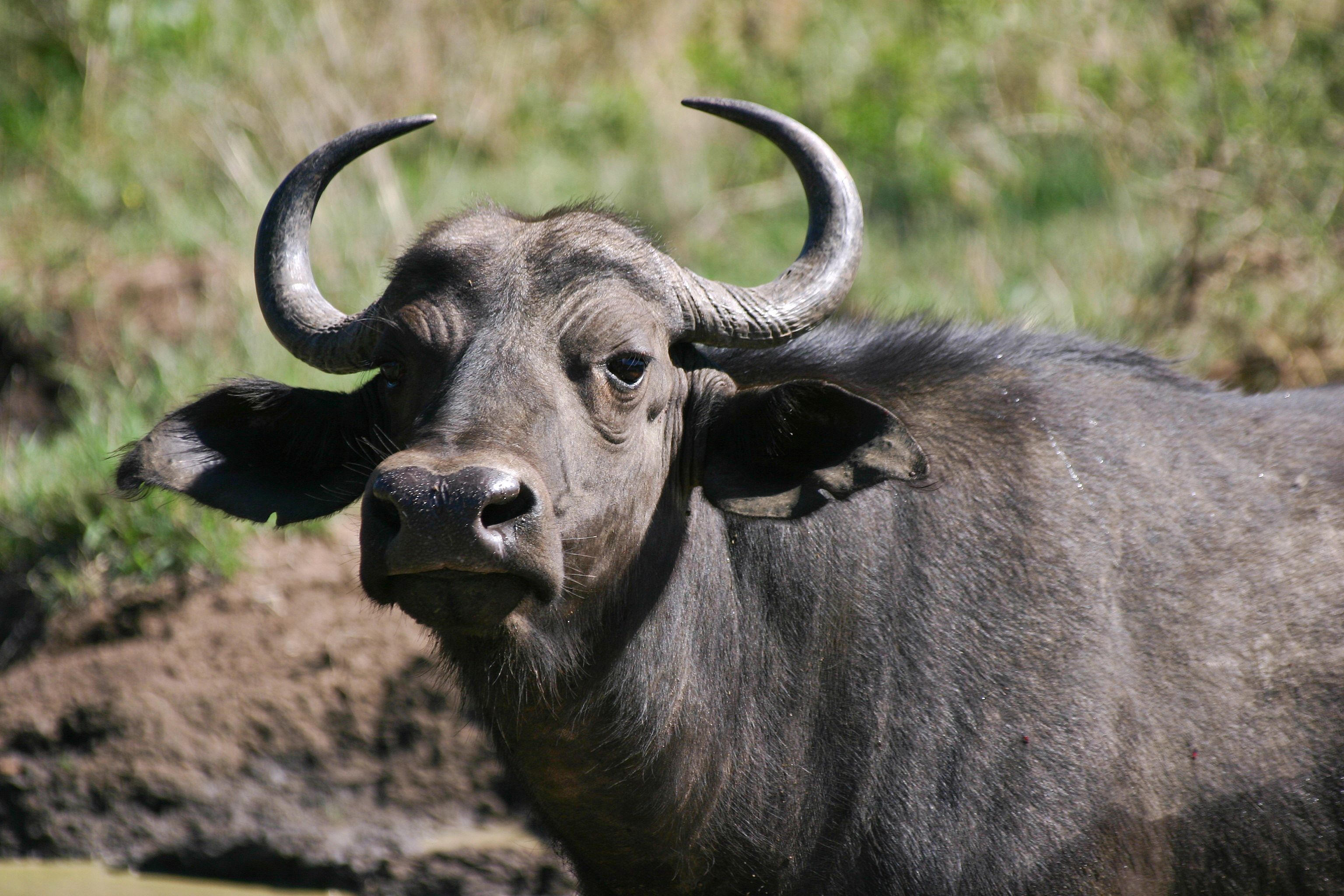 3072x2048 Free Image : wildlife, zoo, horn, portrait, africa, bovine, fauna, bull, vertebrate, yak, safari, dangerous, aggressive, ox, water buffalo, wildebeest, barbary sheep, swaziland, big cape buffalo, cattle like mammal, cow goat