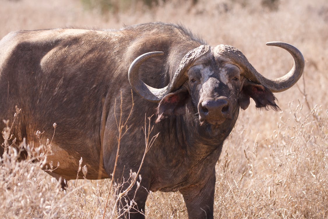1125x750 Close Up Photo of African Buffalo on Brown Field · Free