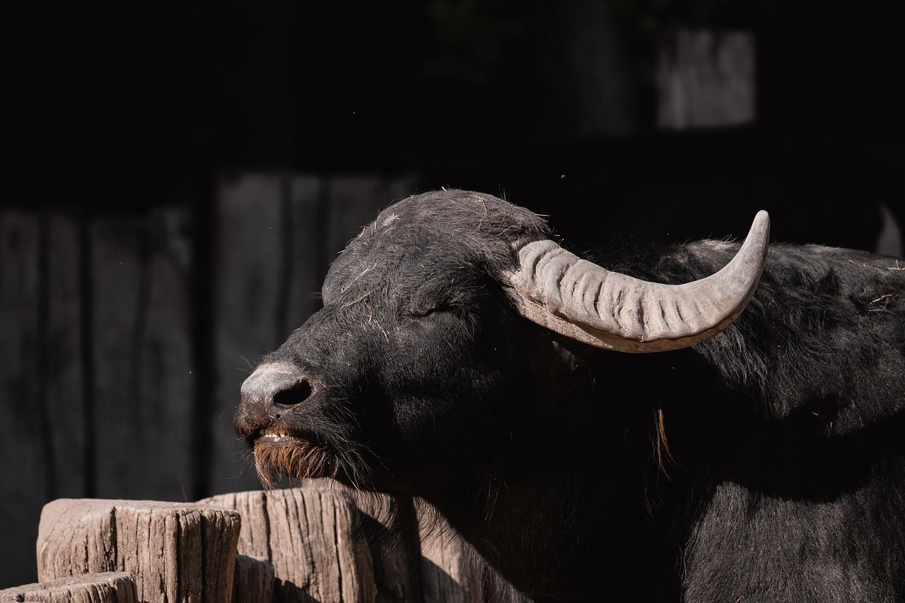 1280x854 Buffalo Wildlife Black