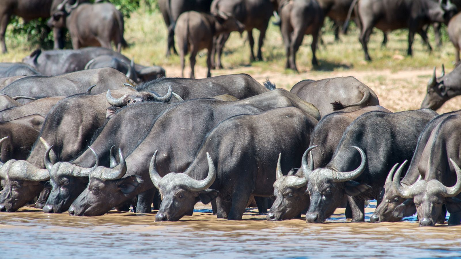 1600x900 Cape Buffalo Are Intensely Protective Herbivores