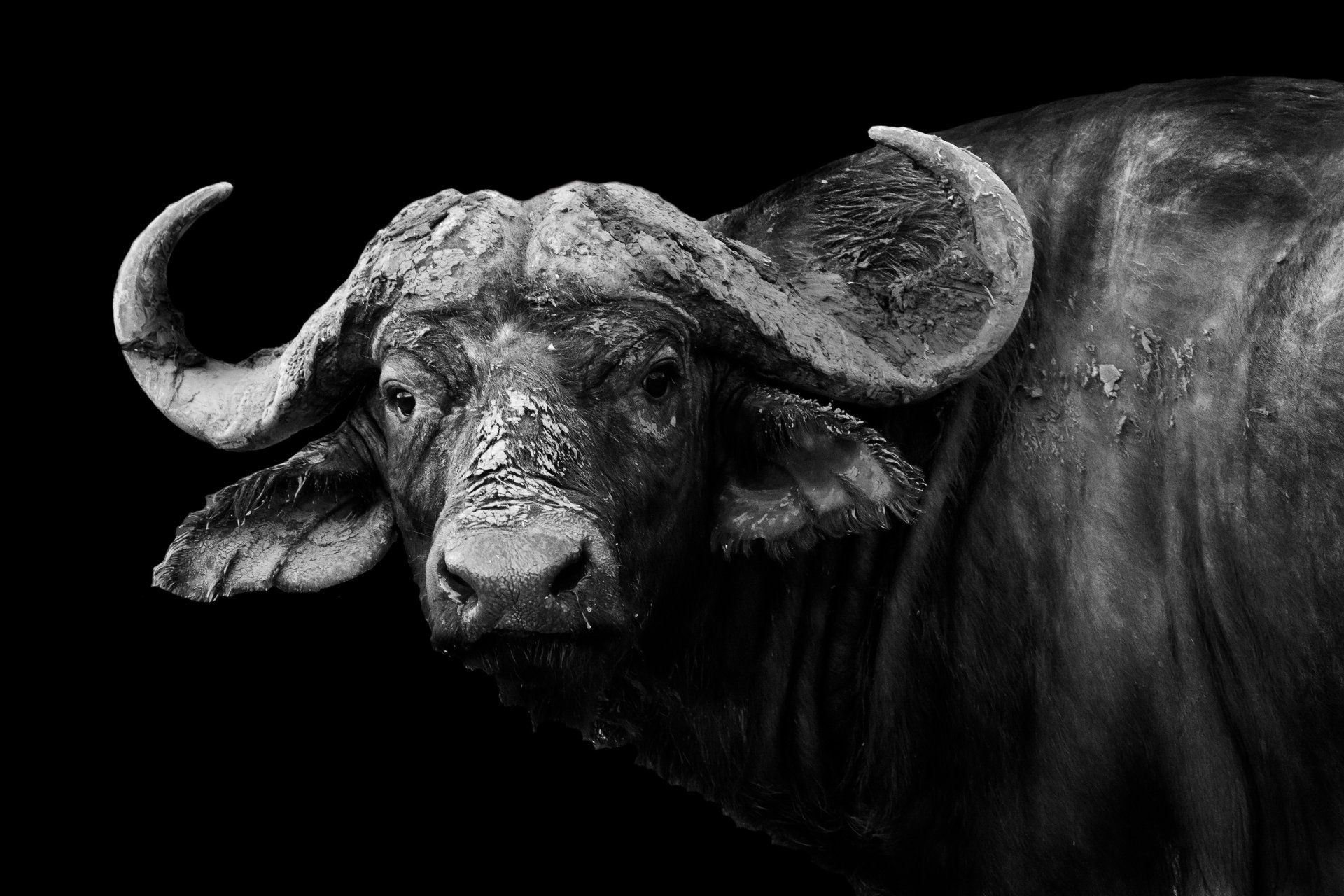 1920x1280 Stunning African Buffalo Wallpaperx2390
