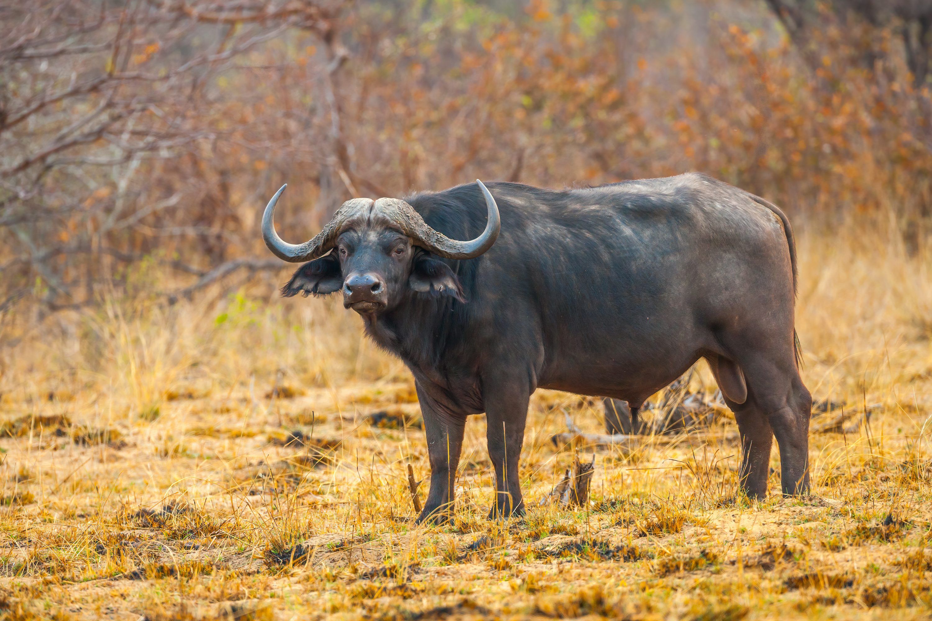 3000x2000 Buffalo Image. Download Free Picture