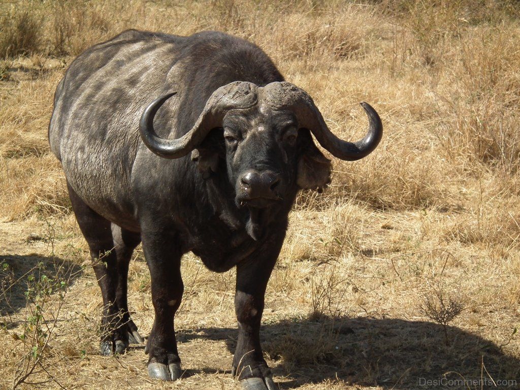1024x768 African Buffalo Background Wallpaper 73372