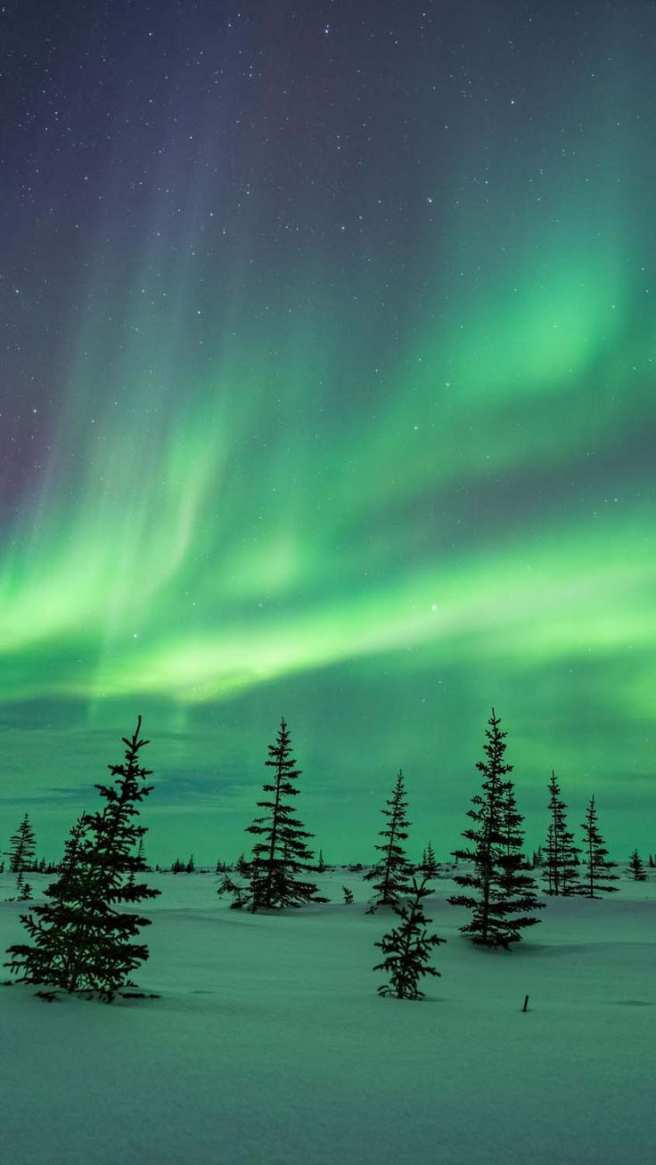 736x1308 Aurora Borealis Snow iPhone Wallpaper HD