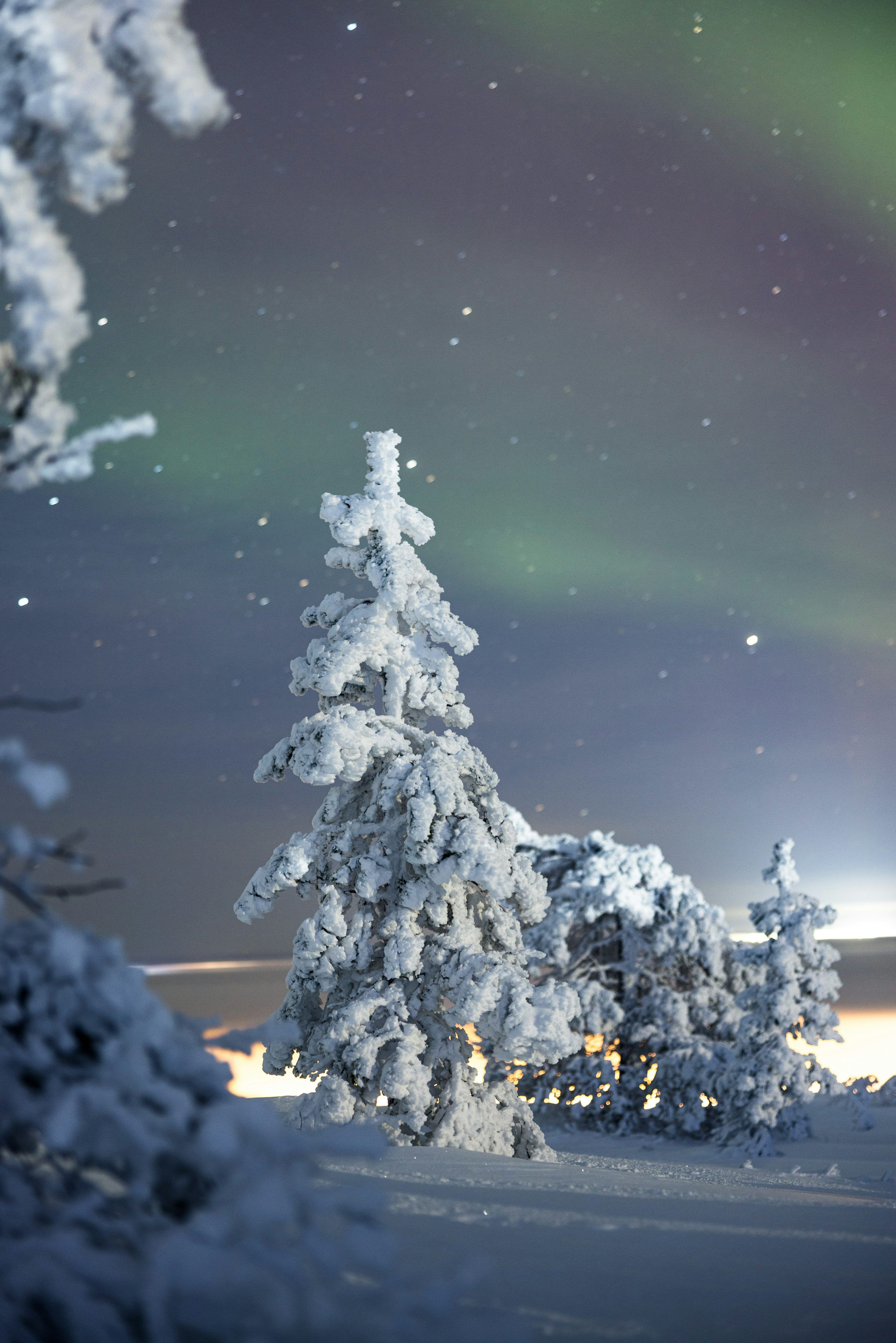 3000x4498 The aurora bore is visible in the sky above snow covered trees photo