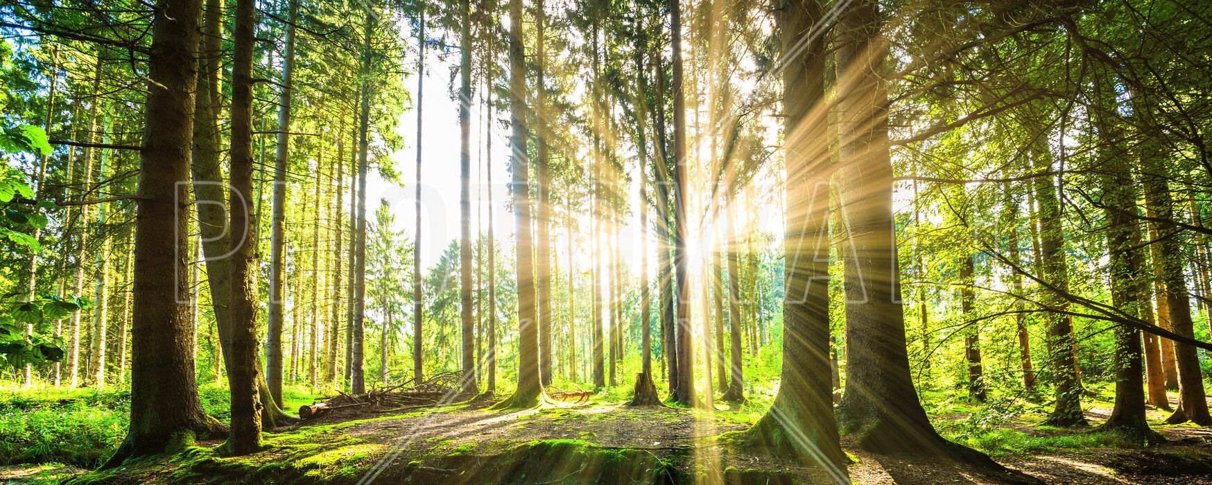 1748x699 Forest with Sun