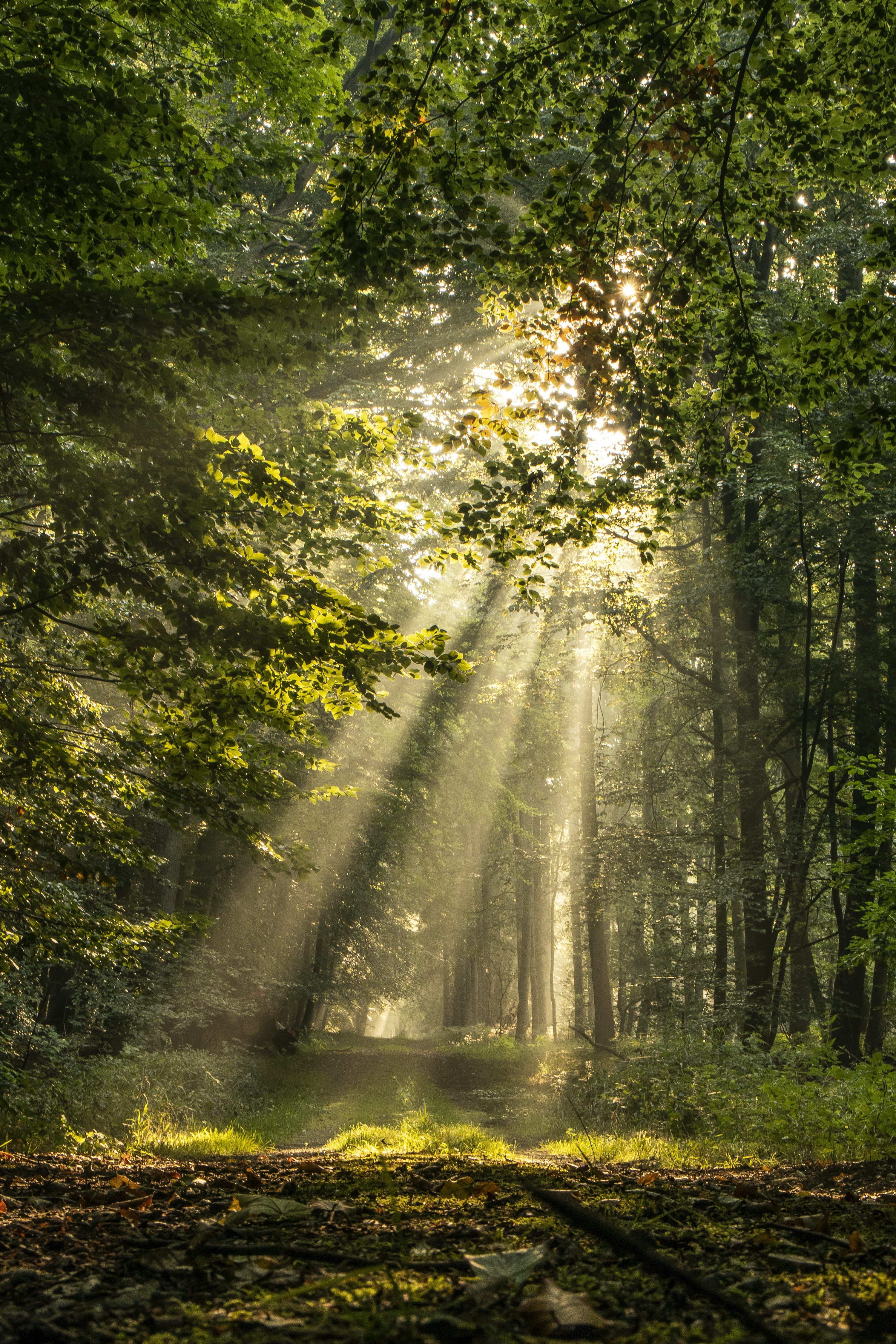3000x4500 Sunlight Picture. Download Free Image